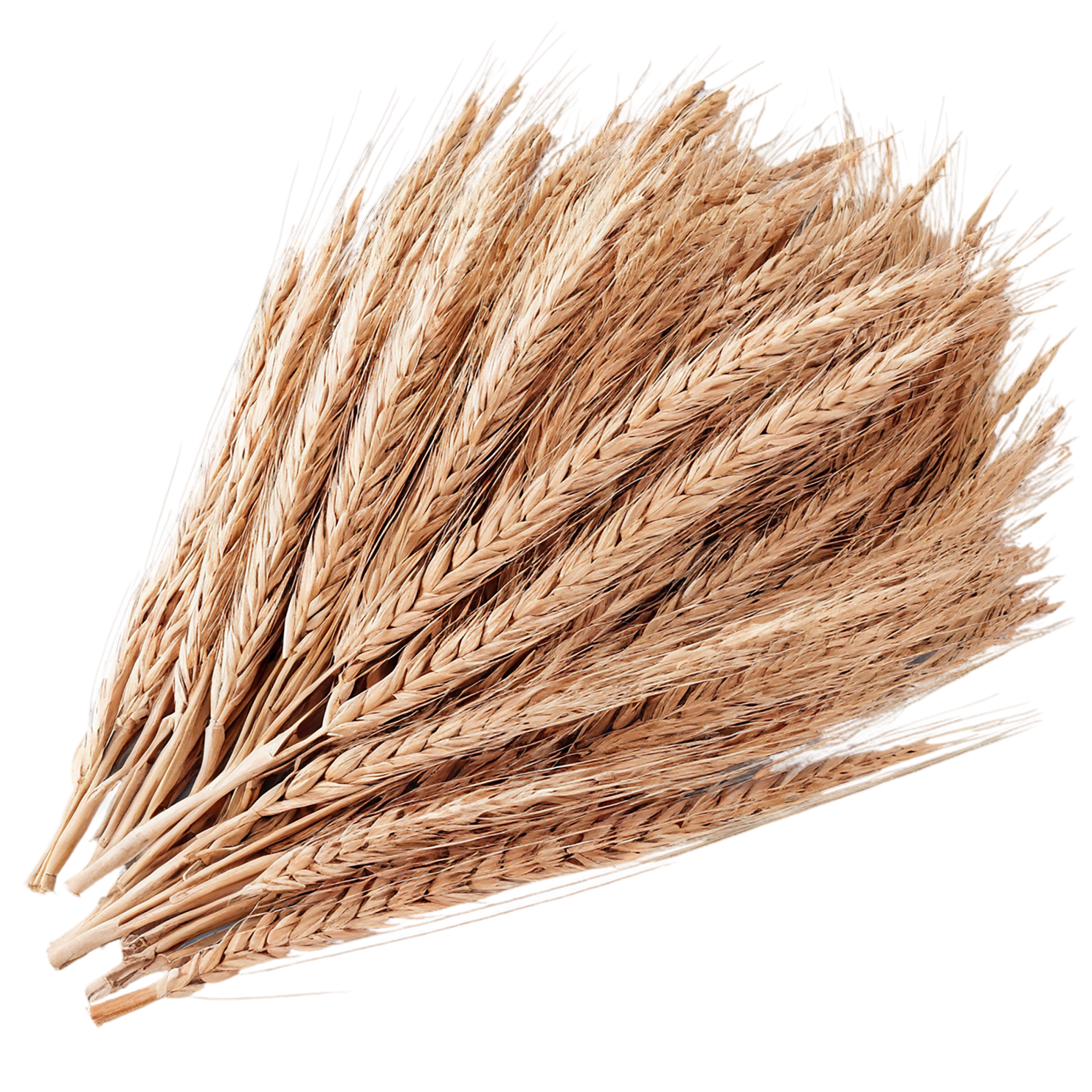 Rye grains isolated on transparent background #5752