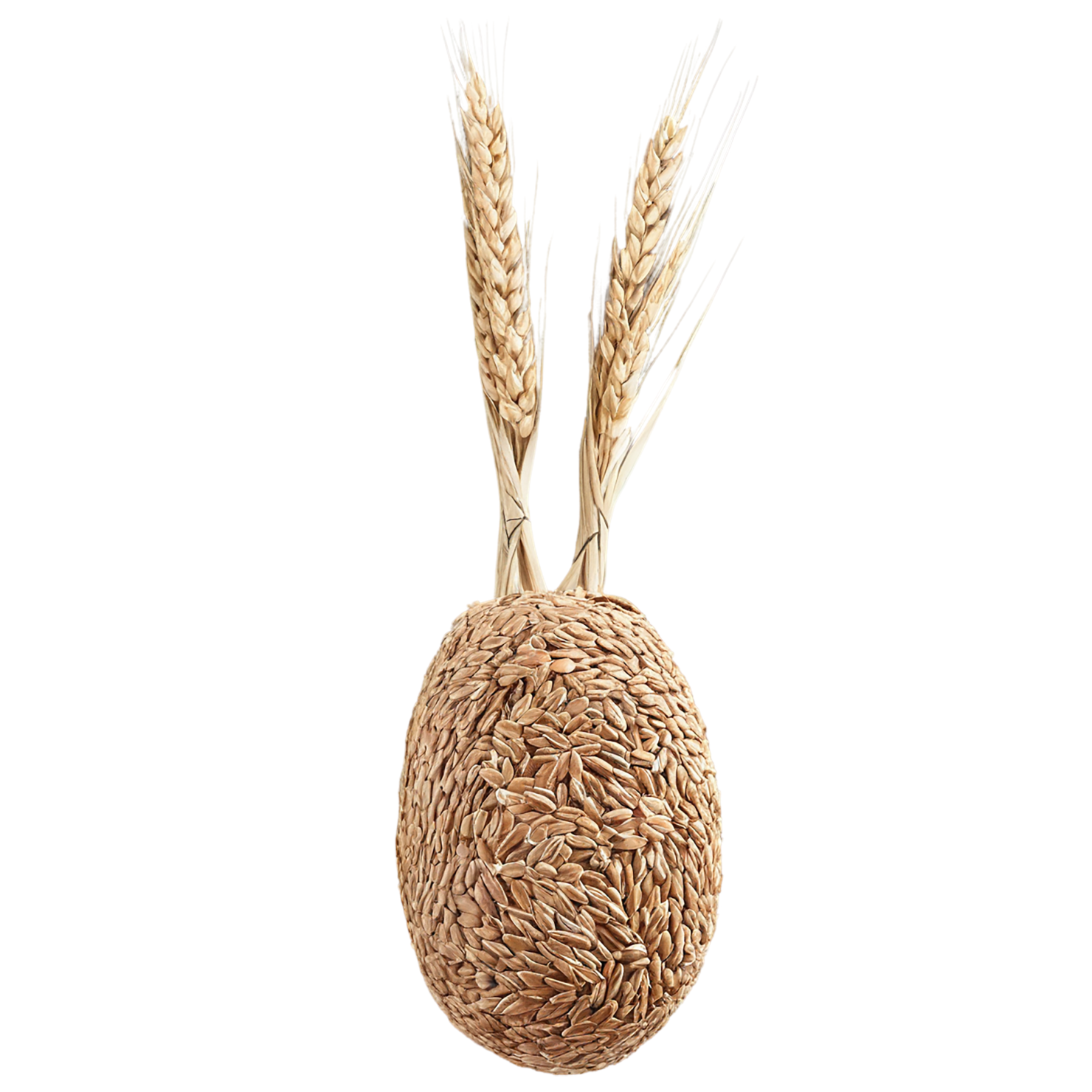 Rye grains isolated on transparent background #5753