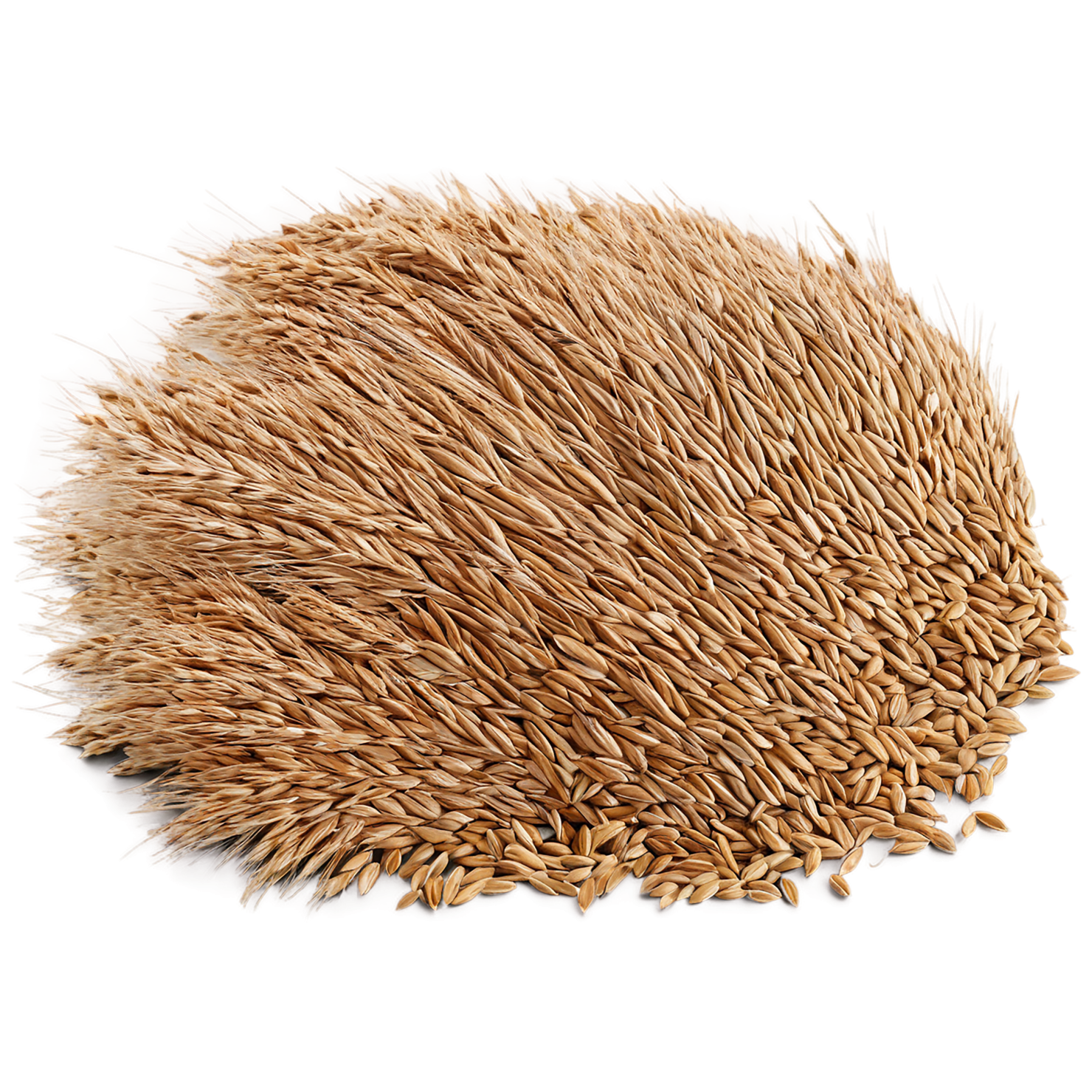 Rye grains isolated on transparent background #5756