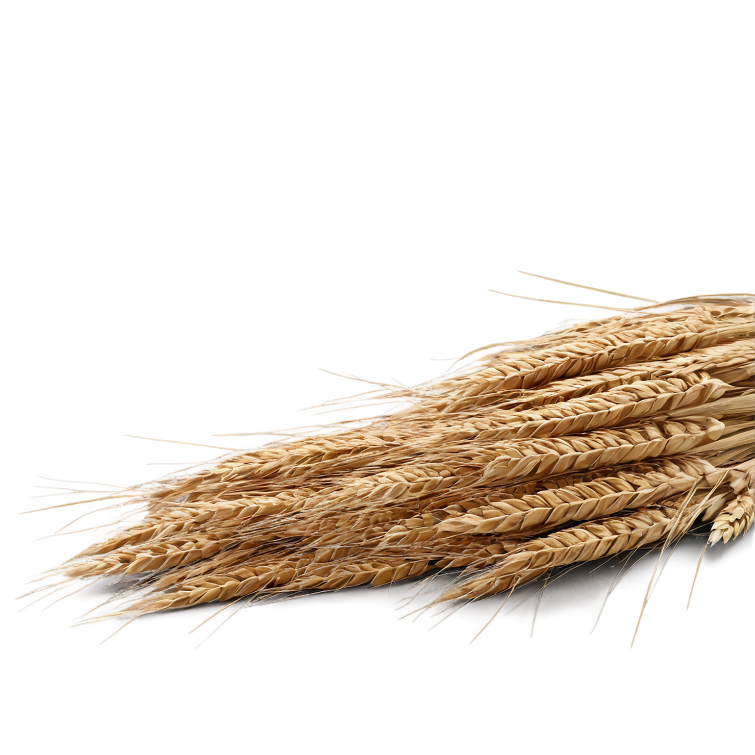 Rye grains isolated on transparent background #5760