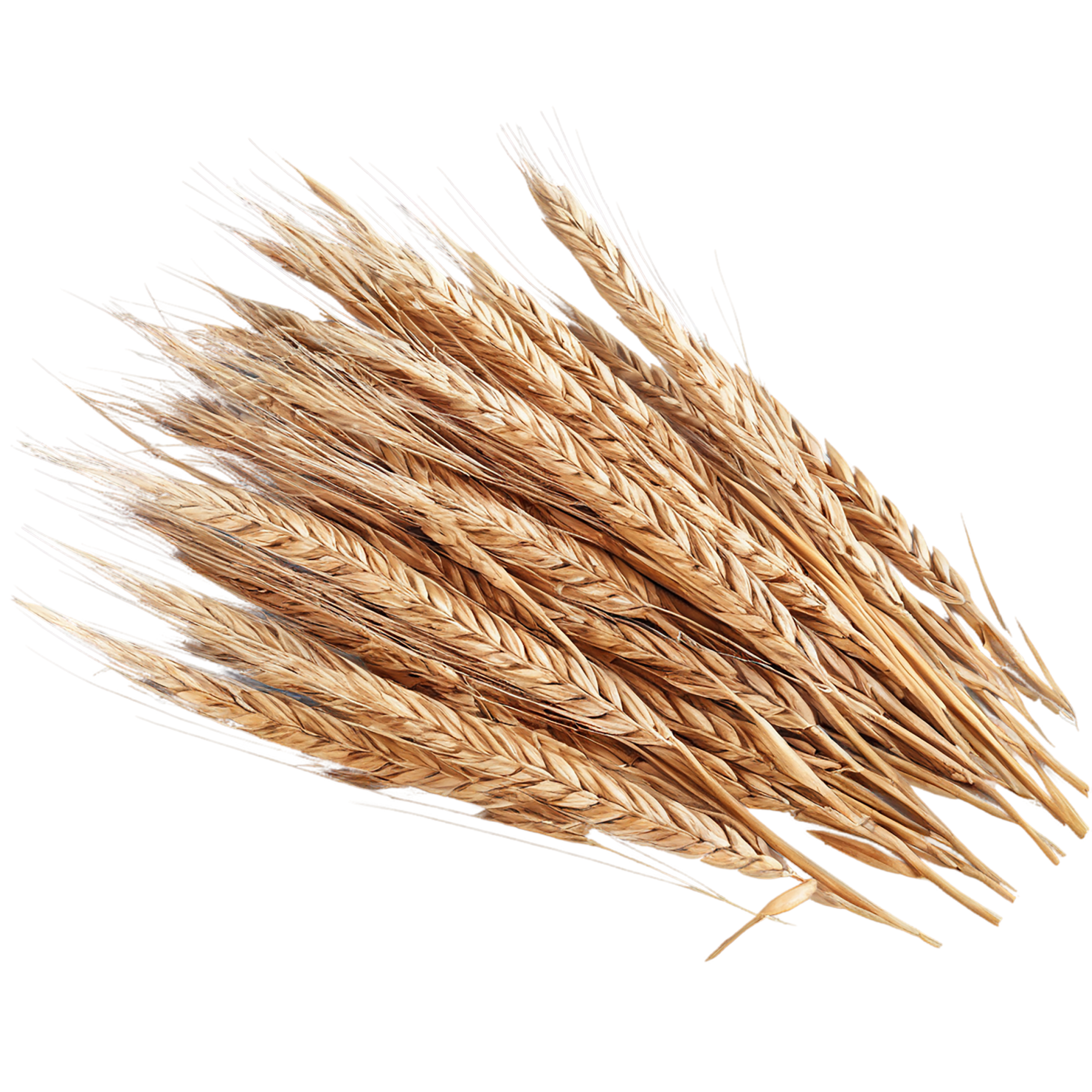 Rye grains isolated on transparent background #5765