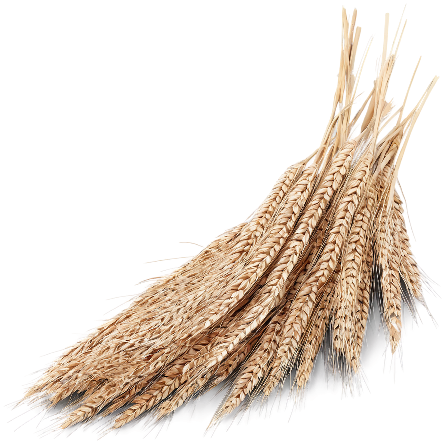 Rye grains isolated on transparent background #5766