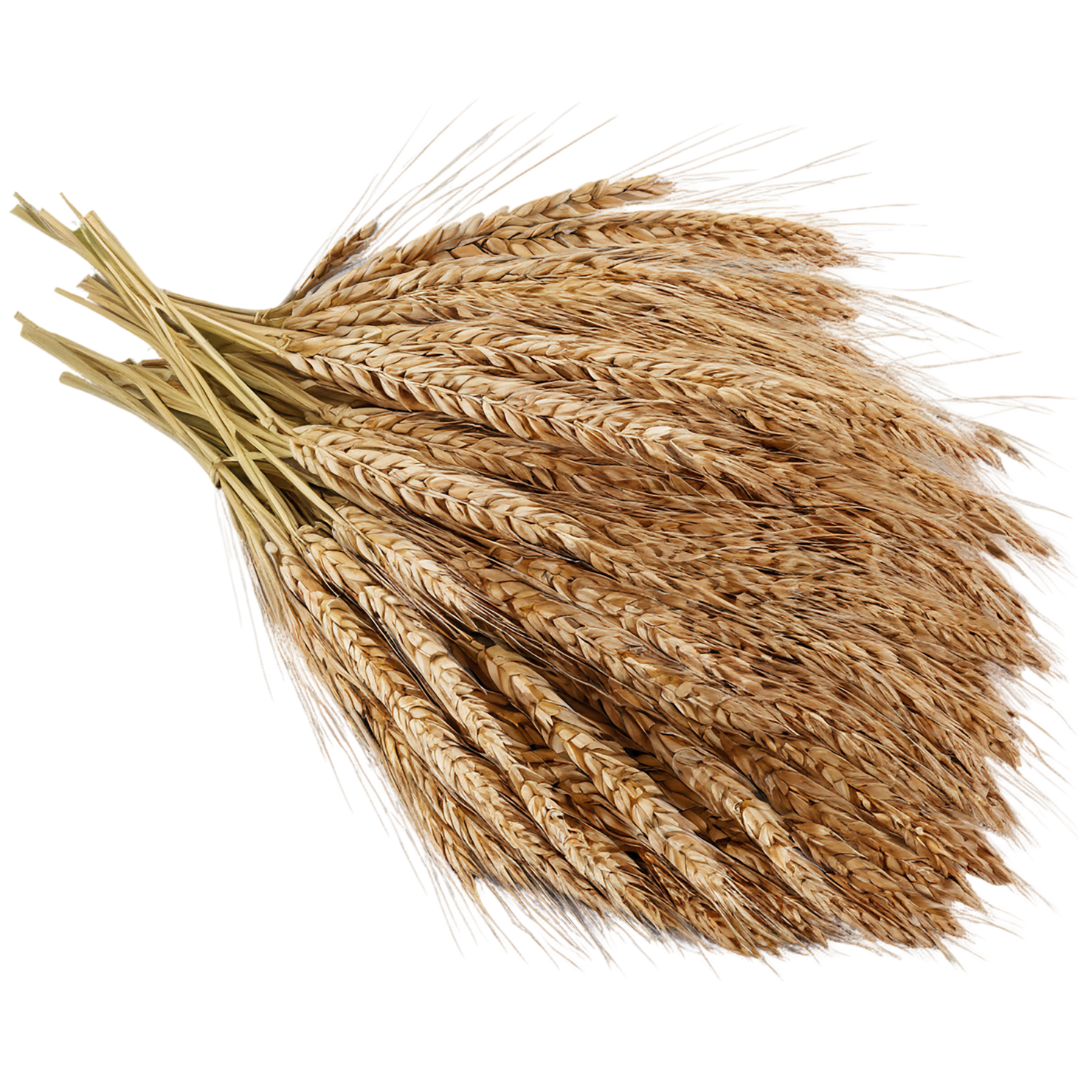 Rye grains isolated on transparent background #5767