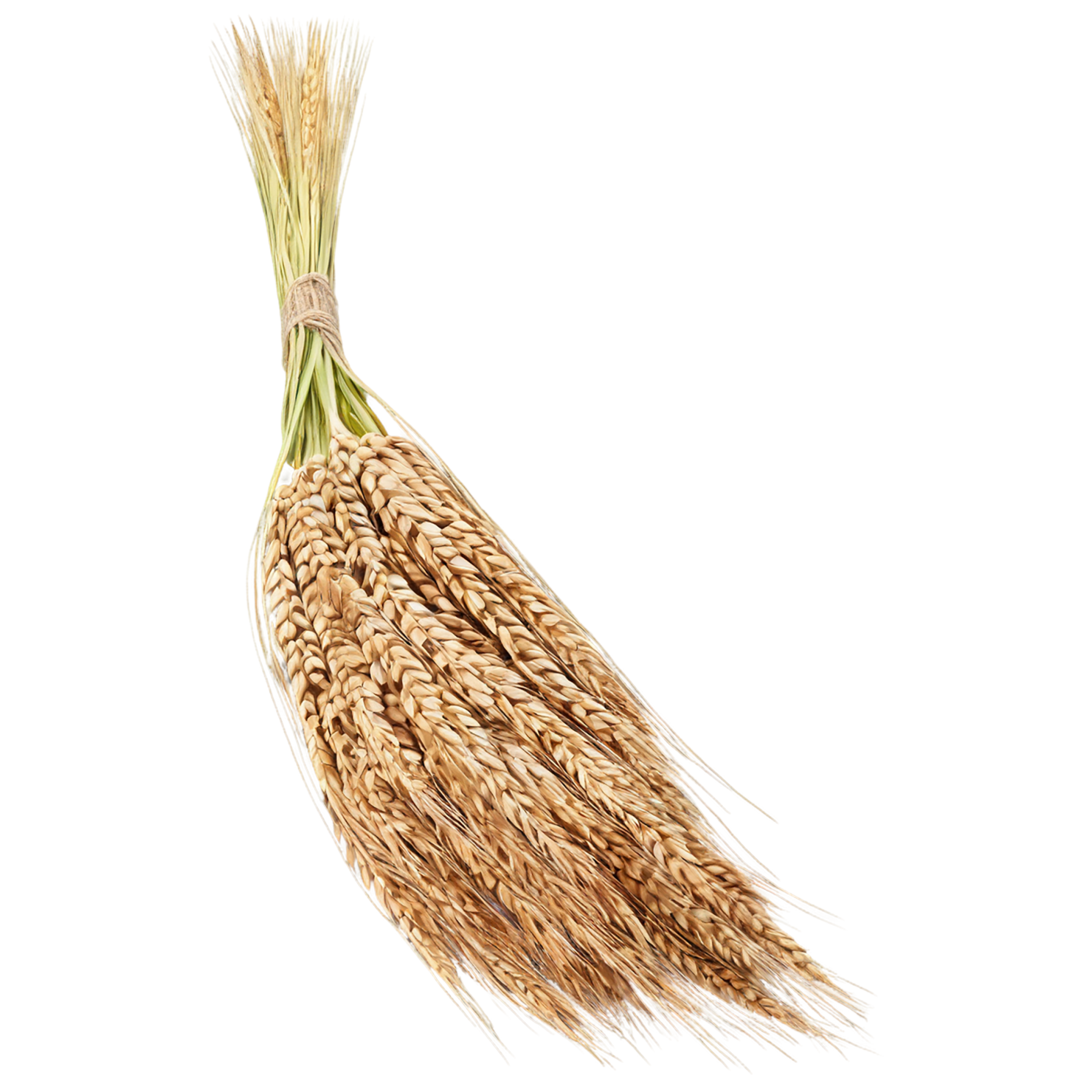 Rye grains isolated on transparent background #5770