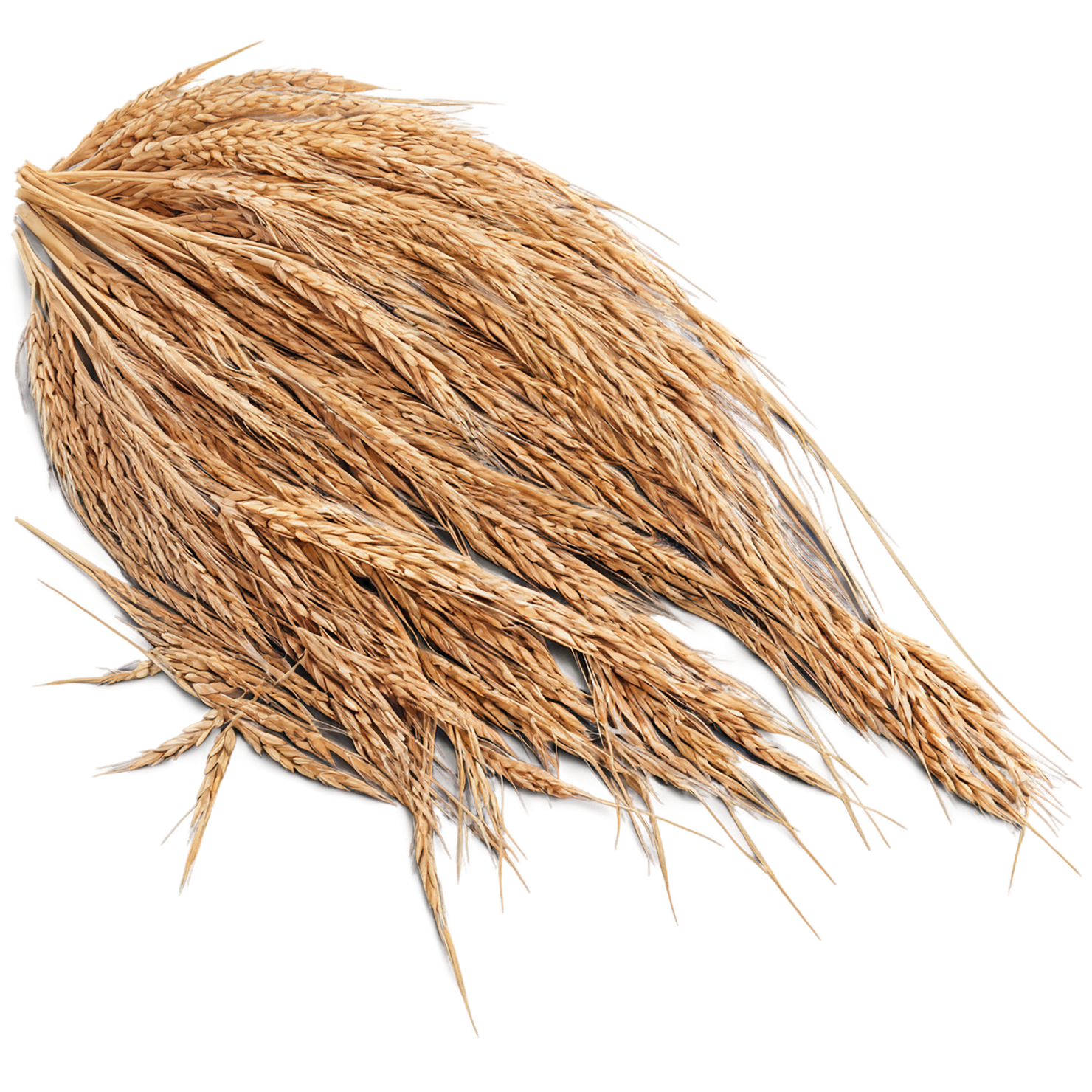 Rye grains isolated on transparent background #5774