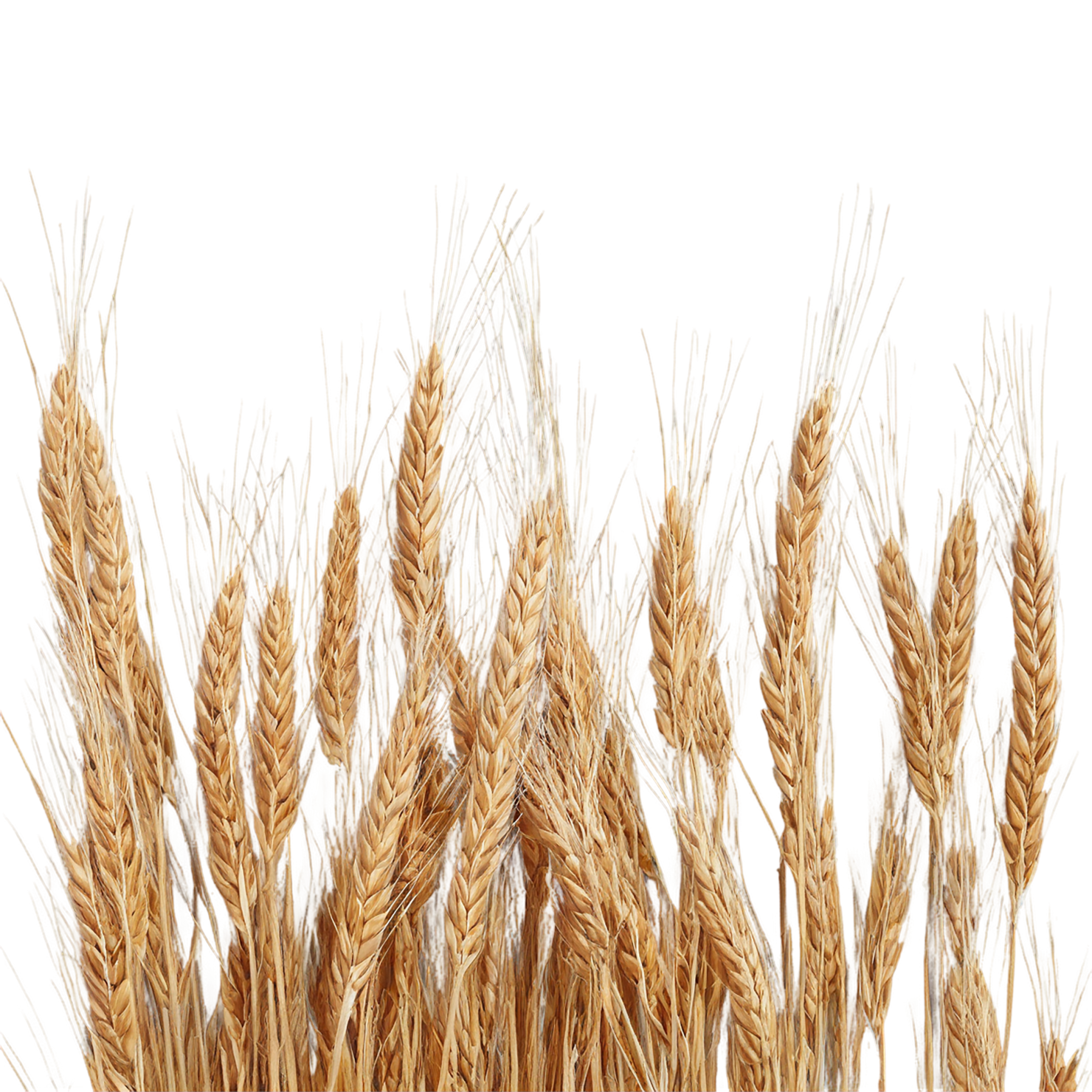 Rye grains isolated on transparent background #5779