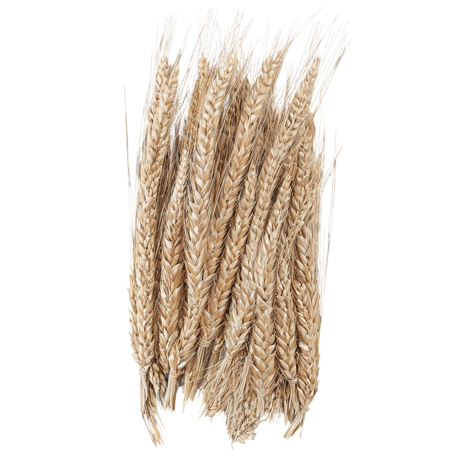 Rye grains isolated on transparent background #5784