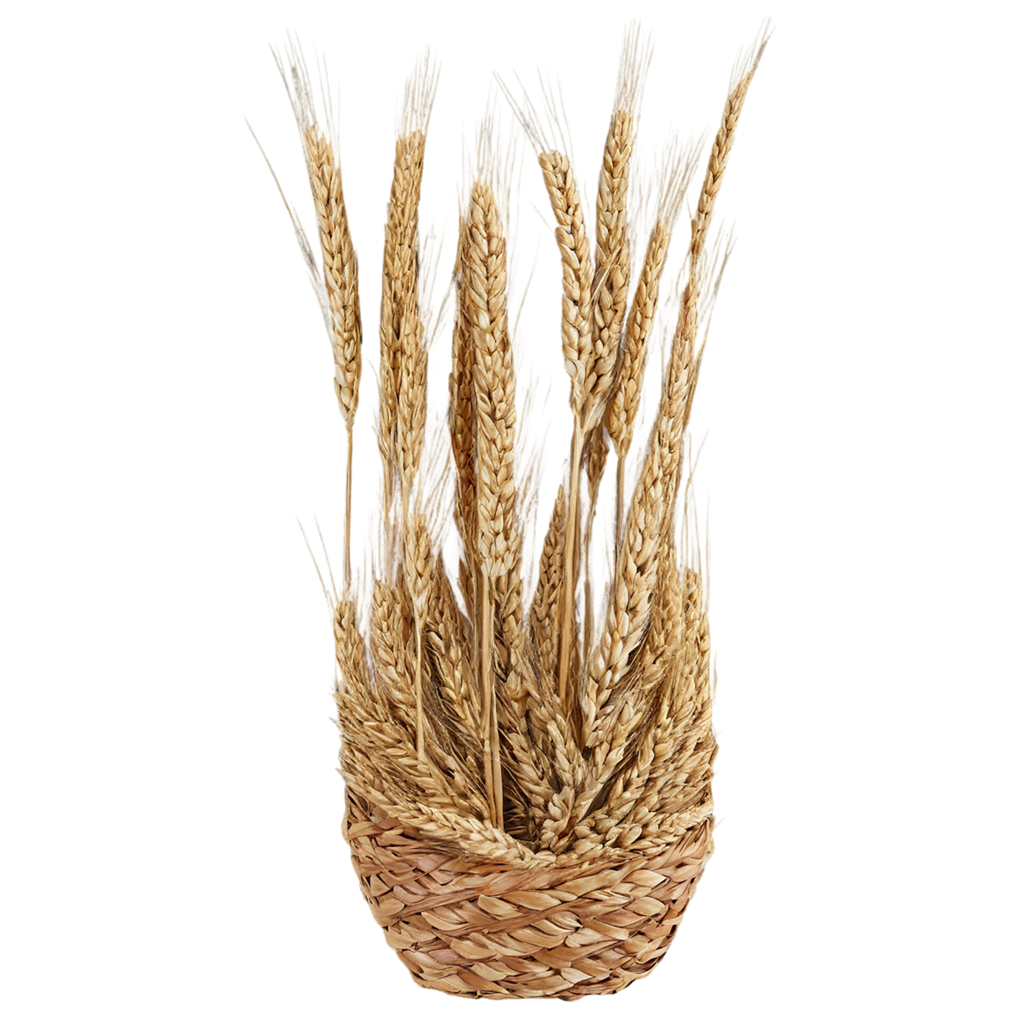 Rye grains isolated on transparent background #5785