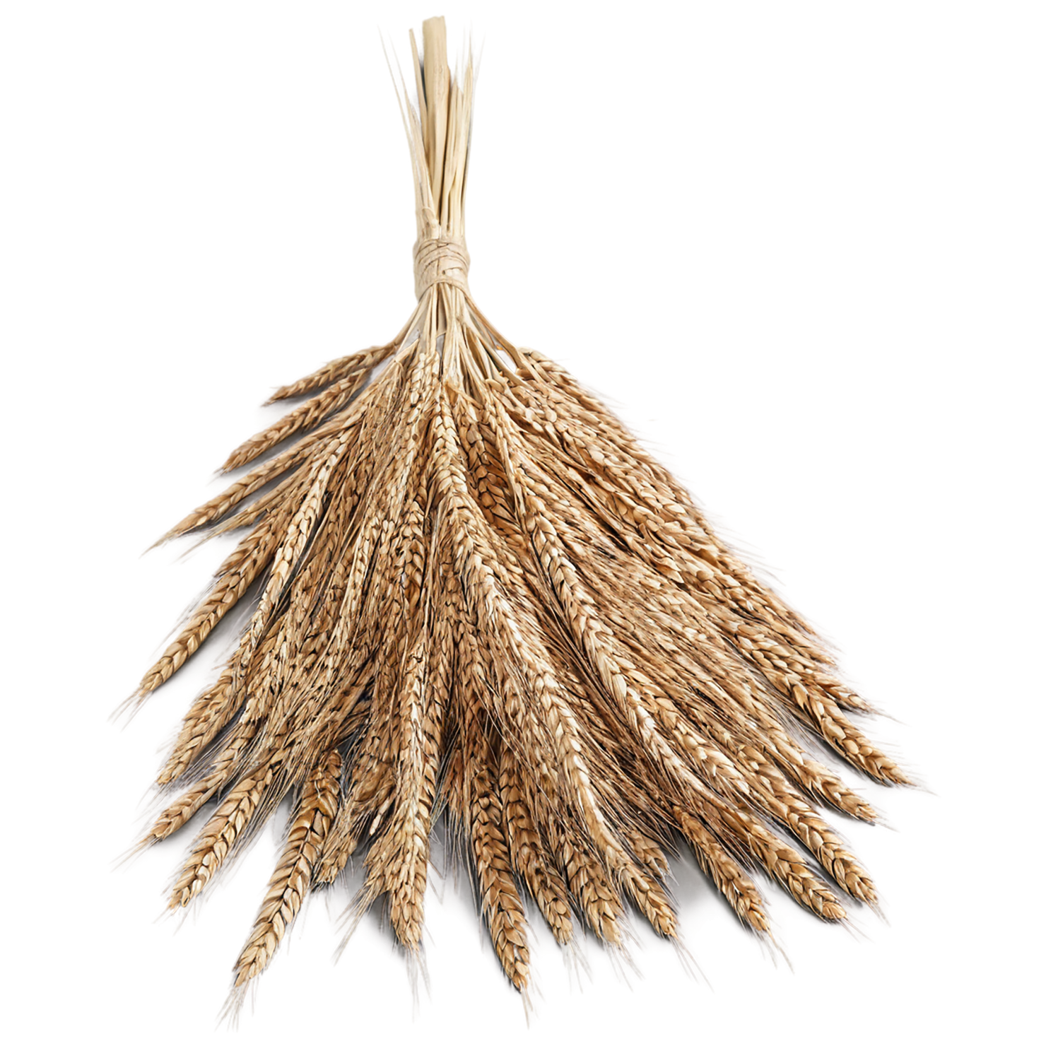 Rye grains isolated on transparent background #5788