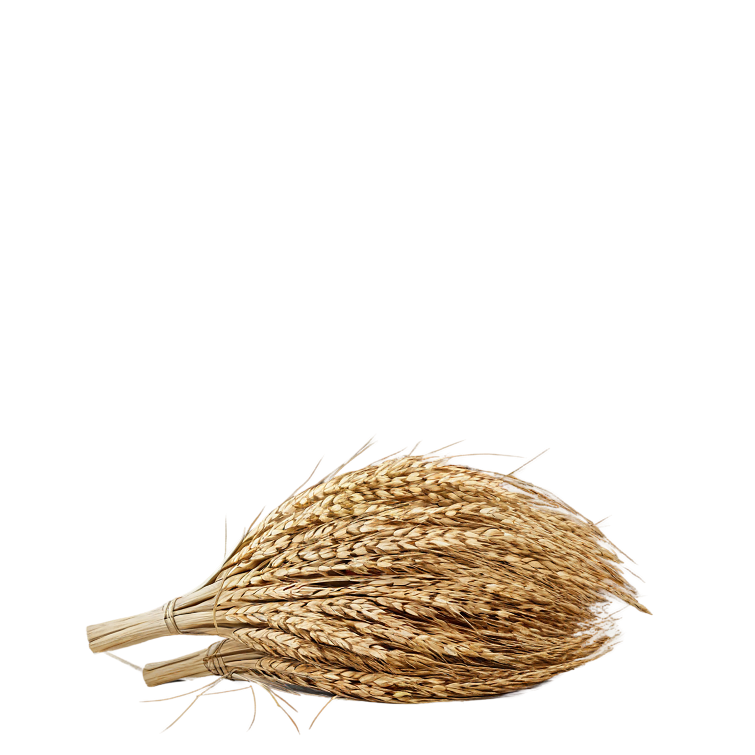 Rye grains isolated on transparent background #5789