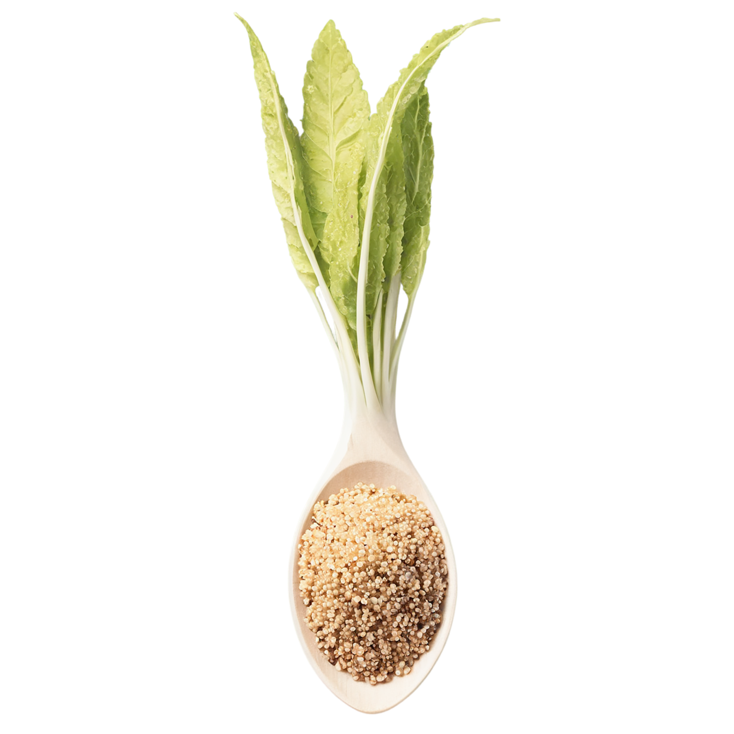 Quinoa grains isolated on transparent background #6011