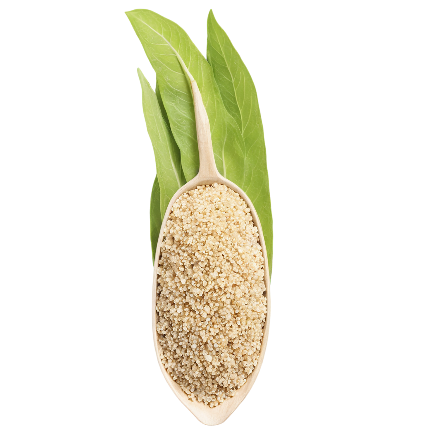 Quinoa grains isolated on transparent background #6016