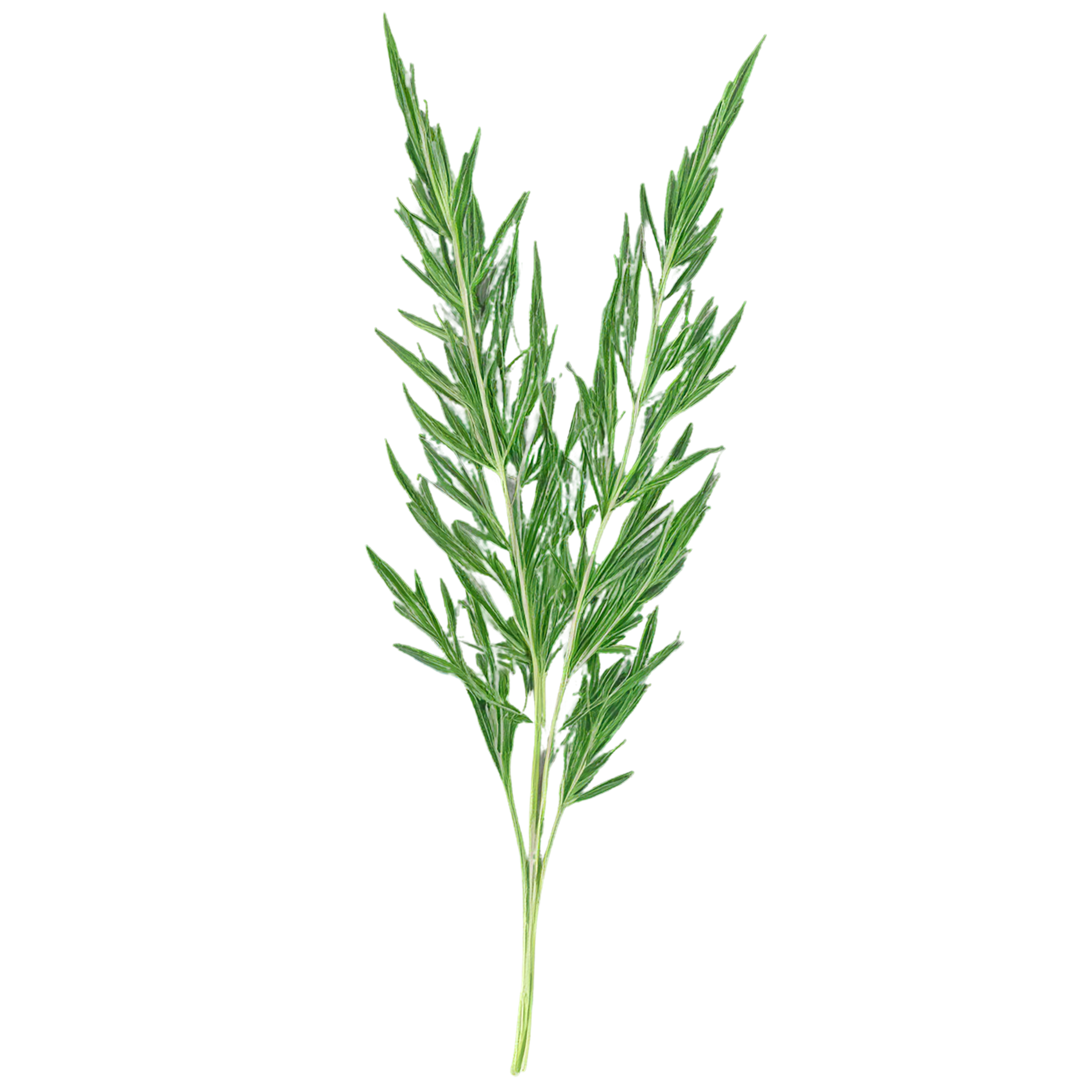 Cumin leaves Herbs isolated on transparent background, #6940