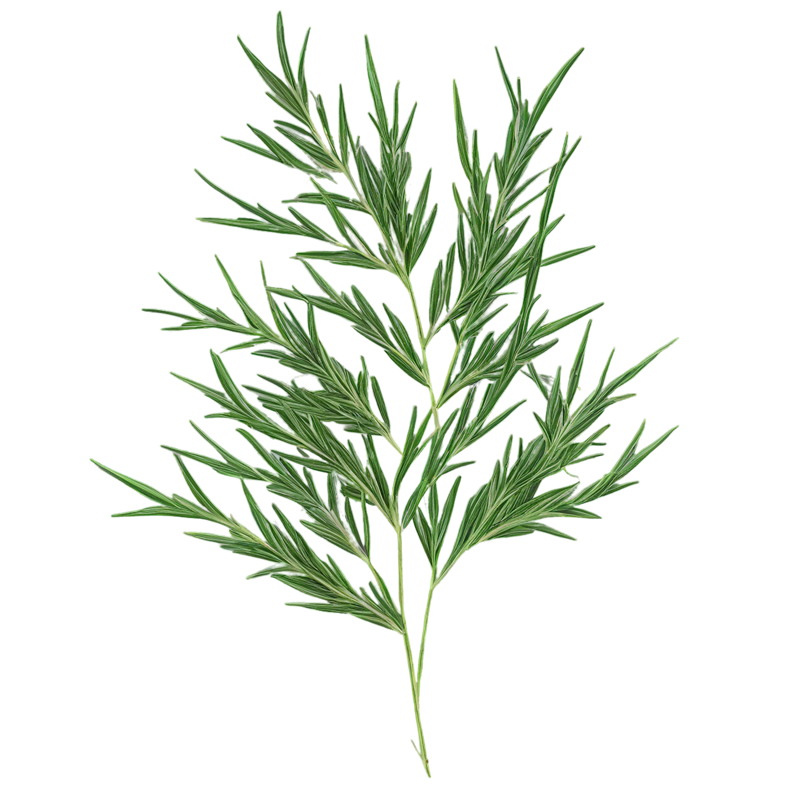 Cumin leaves Herbs isolated on transparent background, #6945