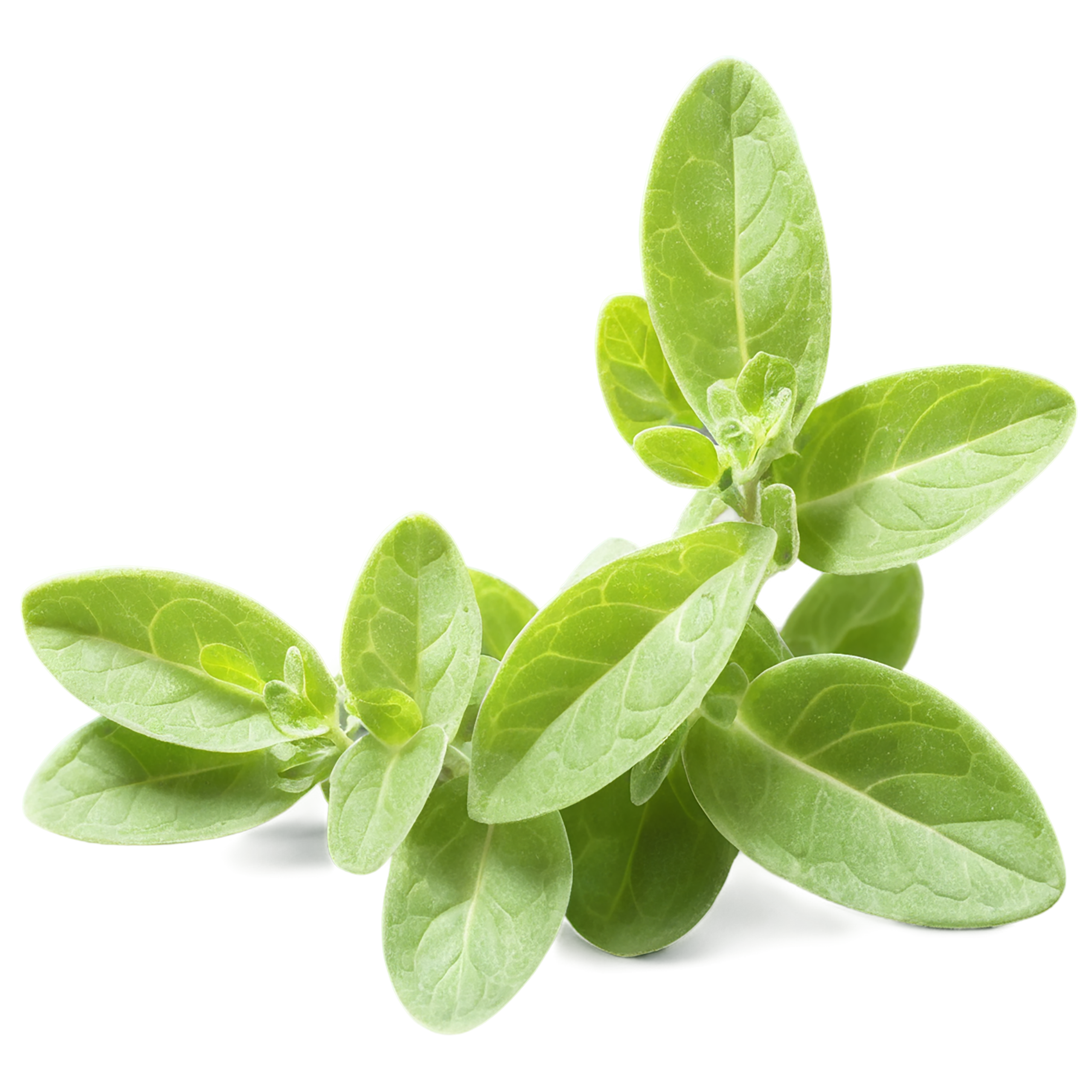 Marjoram Herbs isolated on transparent background, #7175