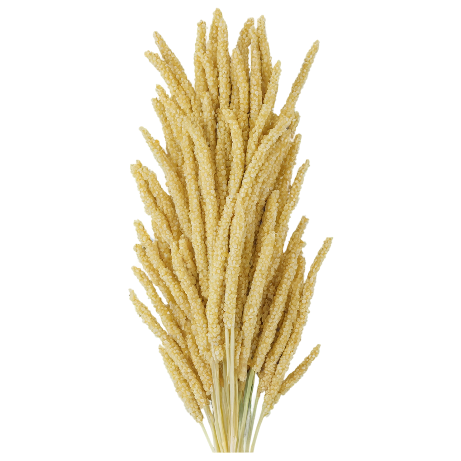 Millet grains isolated on transparent background, #6121