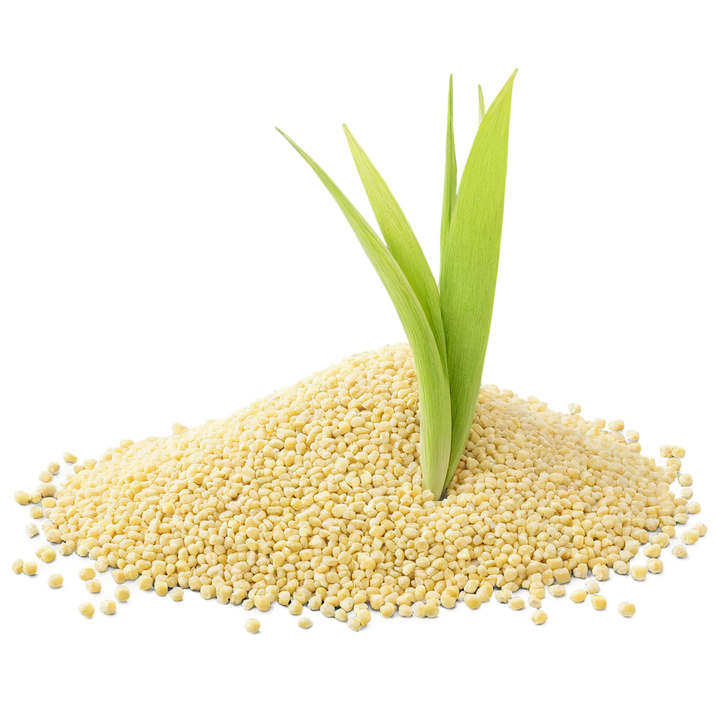 Millet grains isolated on transparent background, #6128