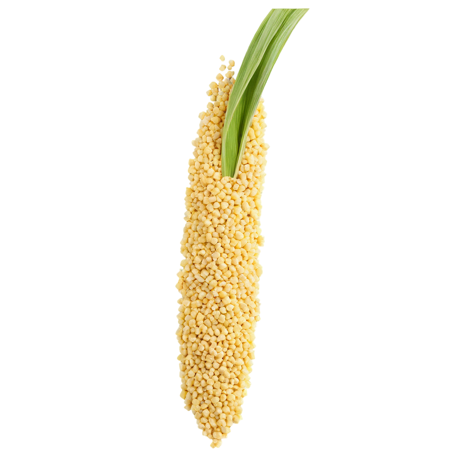 Millet grains isolated on transparent background, #6134