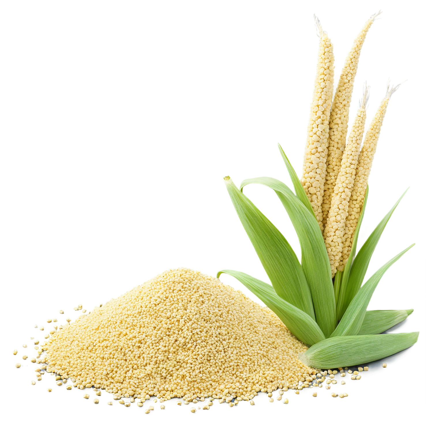 Millet grains isolated on transparent background, #6138