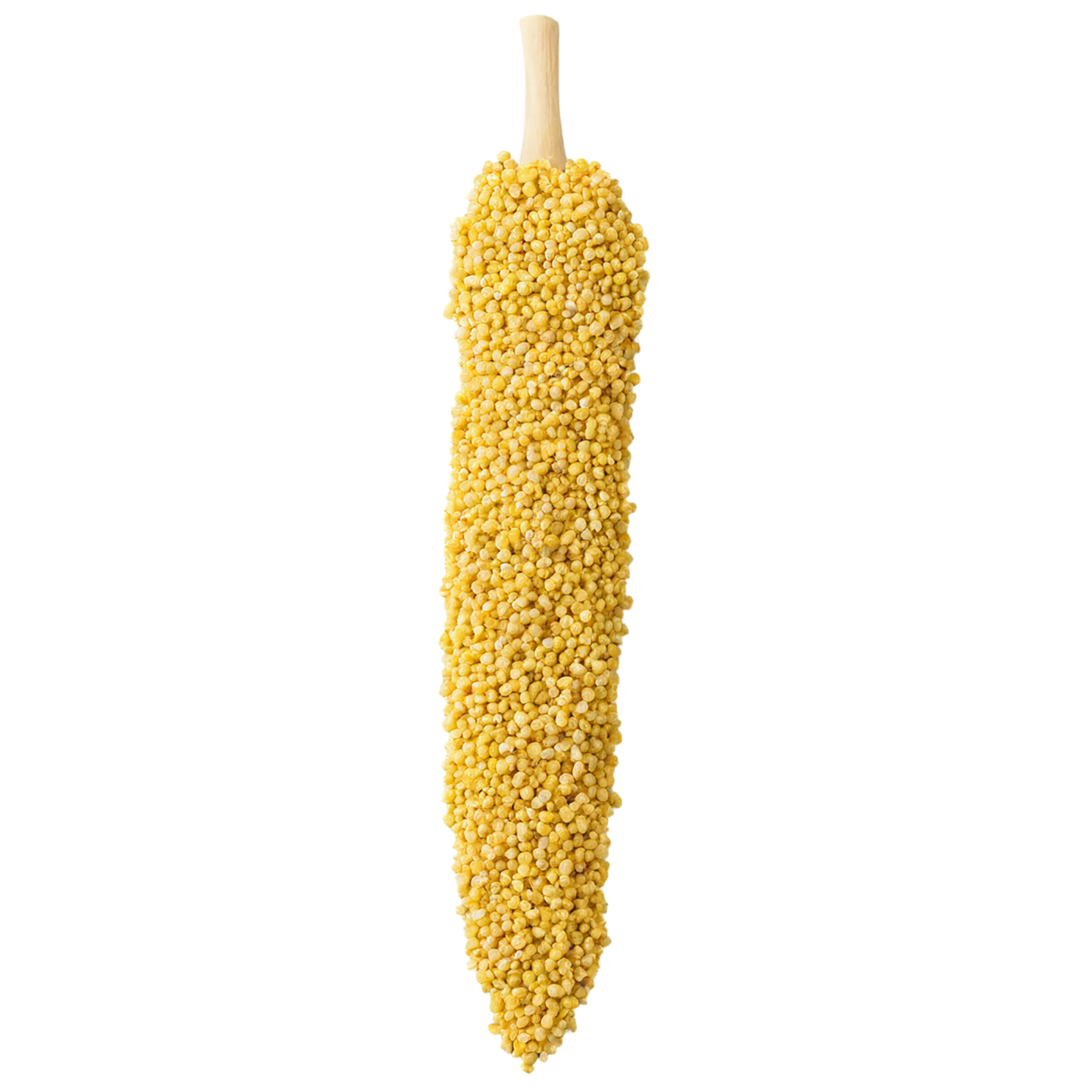 Millet grains isolated on transparent background, #6143