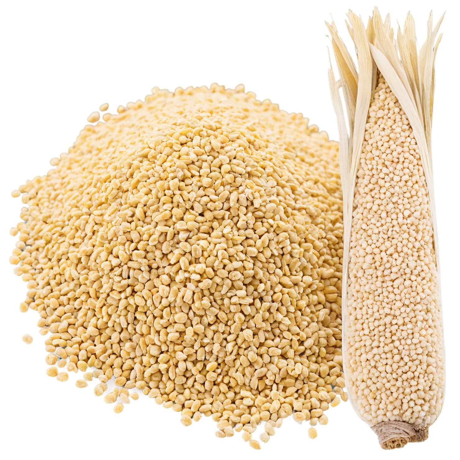 Millet grains isolated on transparent background, #6145