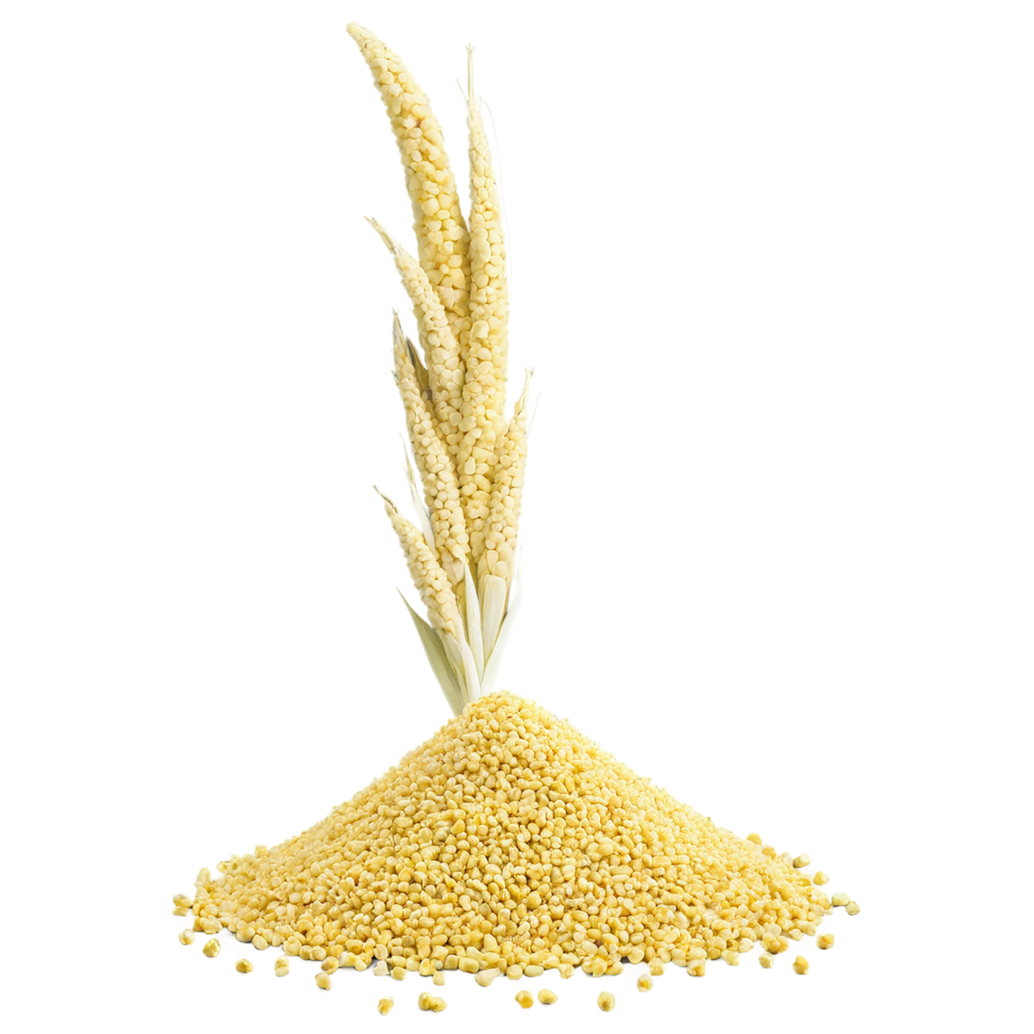 Millet grains isolated on transparent background, #6146