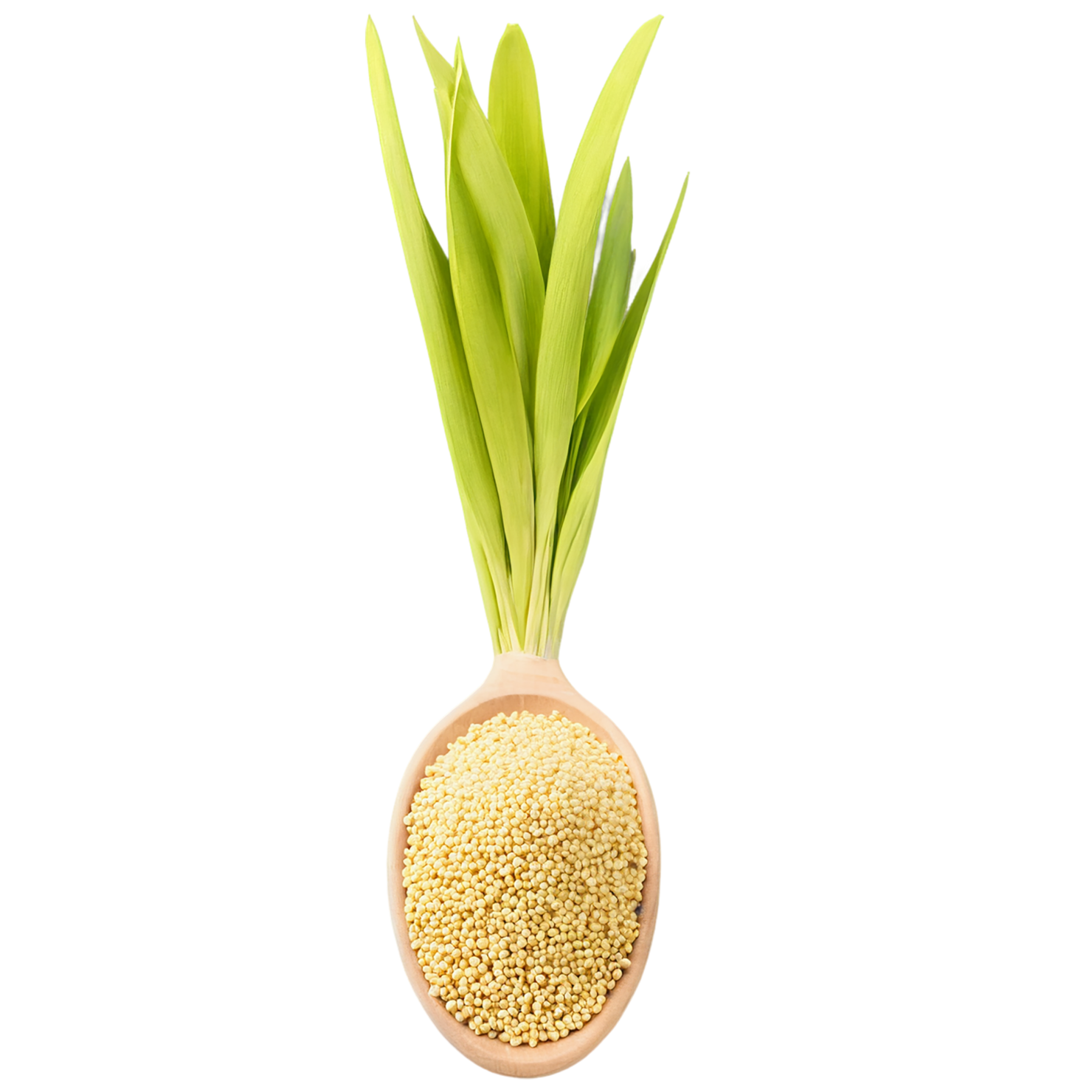 Millet grains isolated on transparent background, #6151