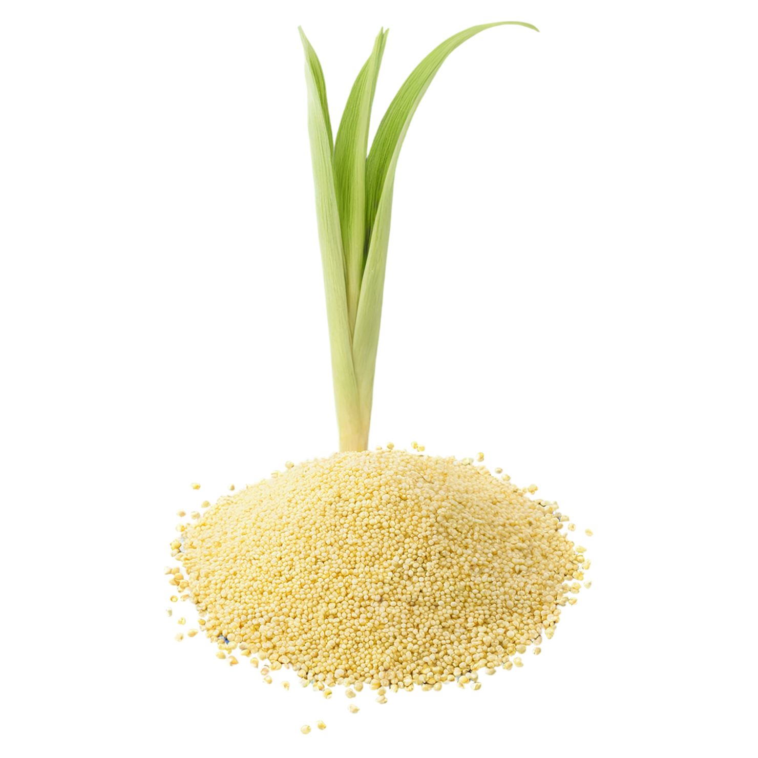 Millet grains isolated on transparent background, #6164