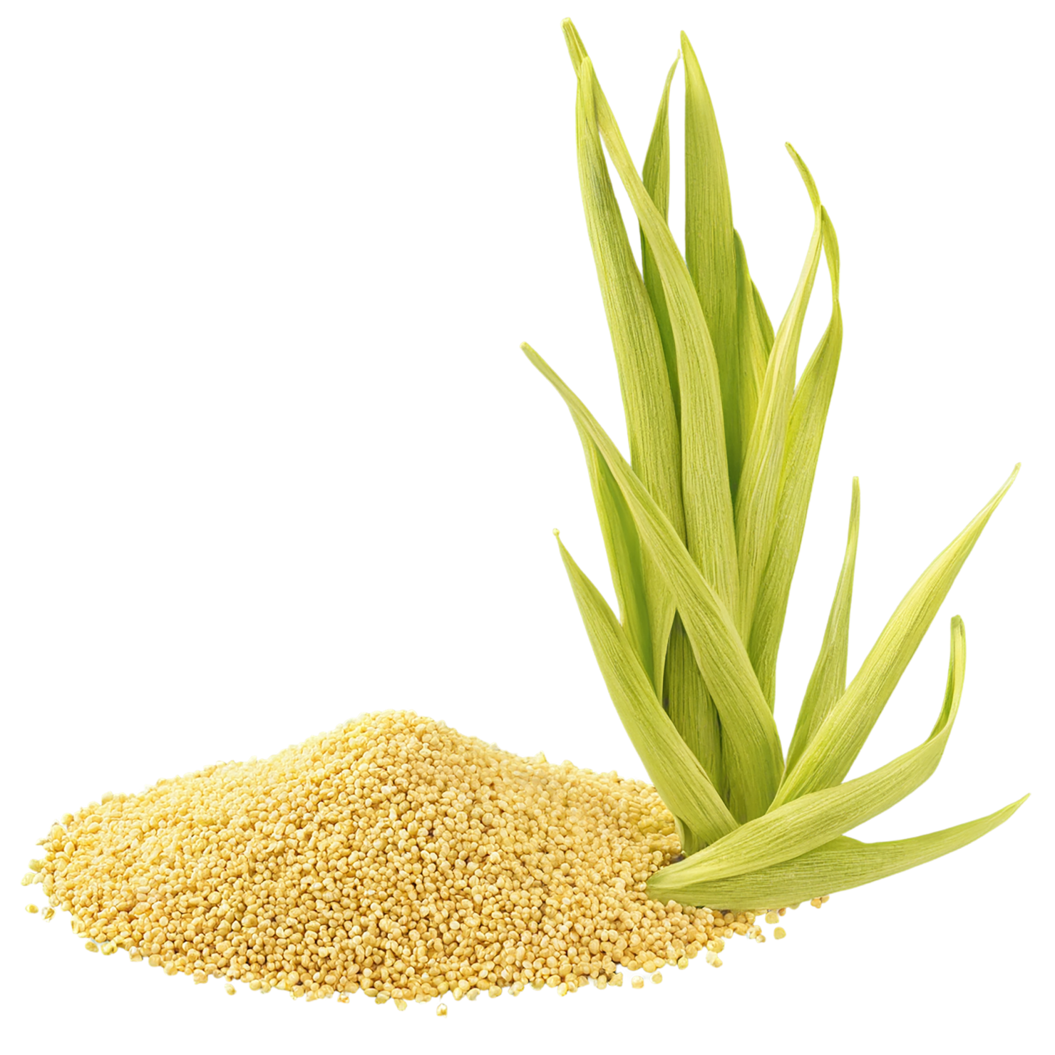 Millet grains isolated on transparent background, #6168