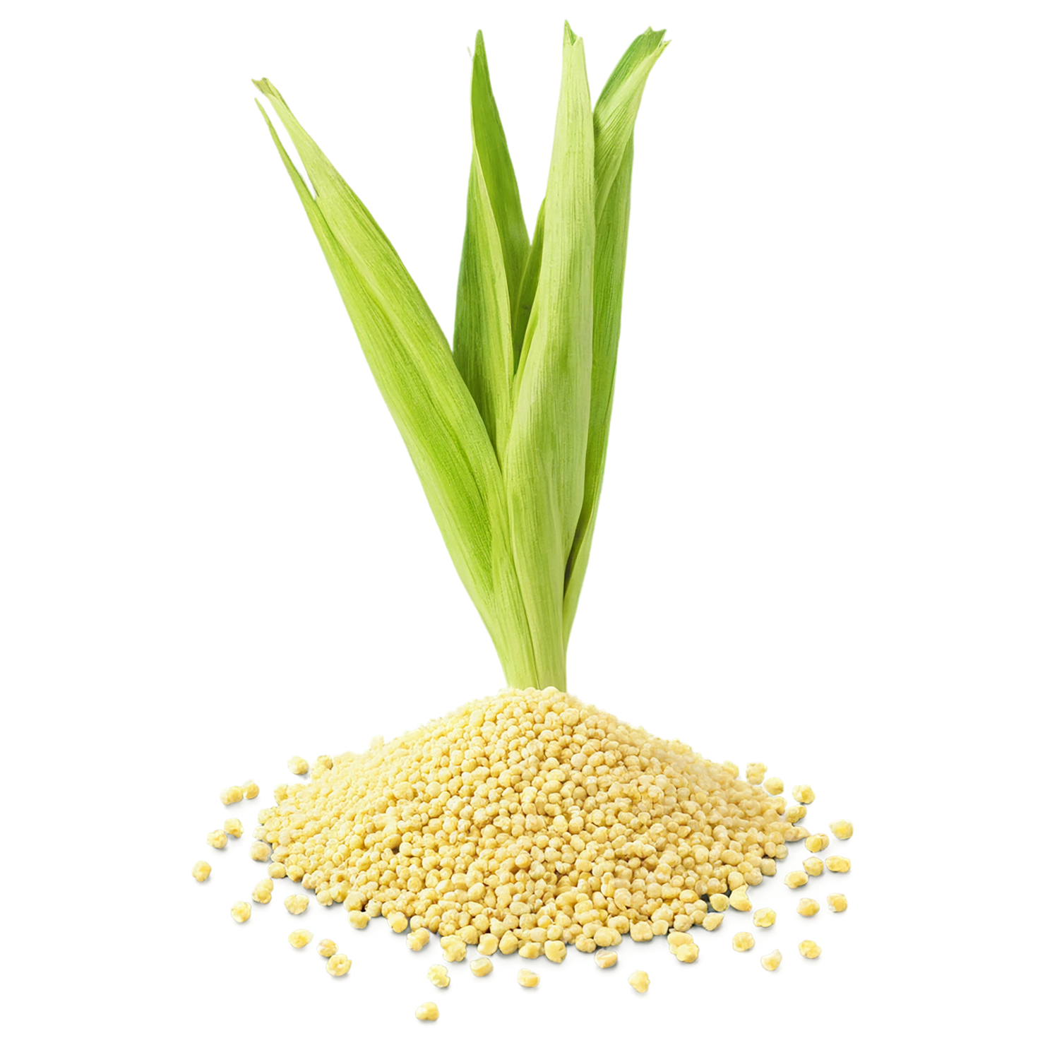 Millet grains isolated on transparent background, #6174