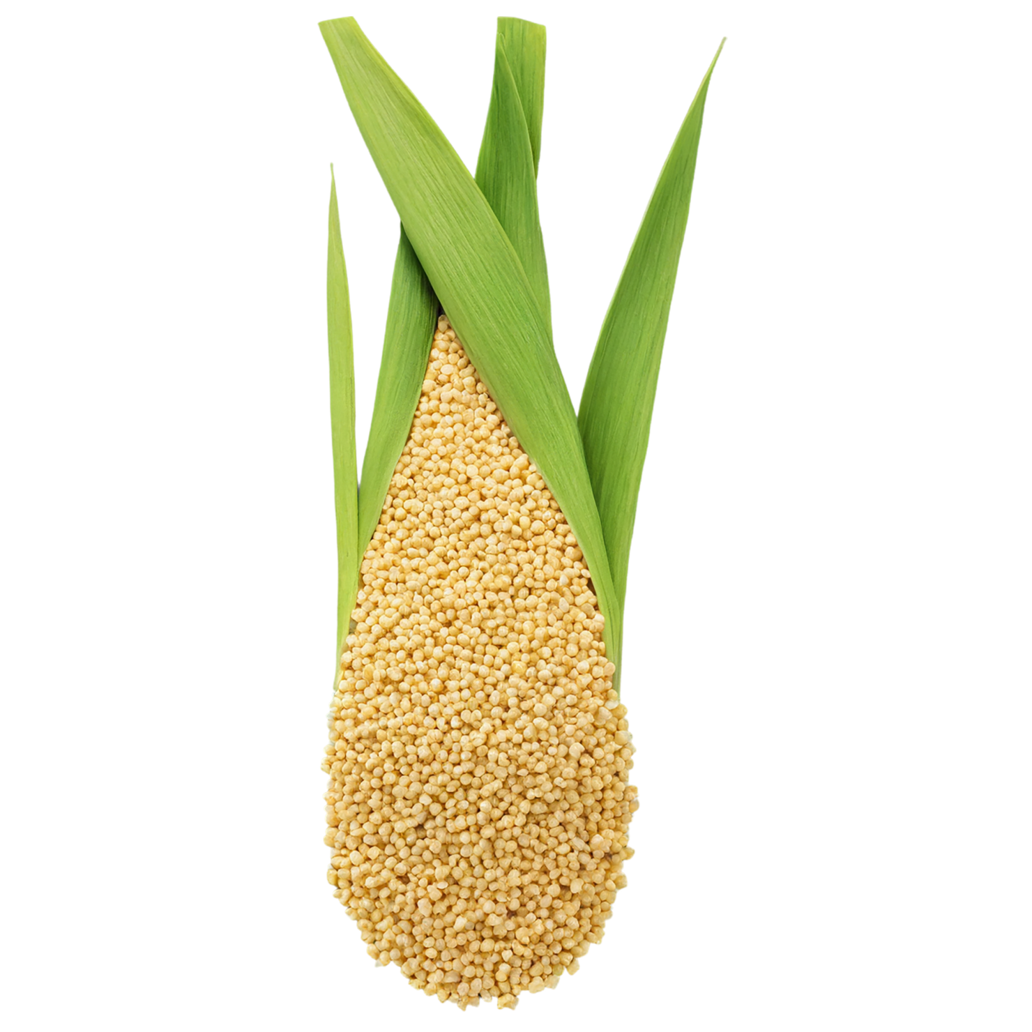 Millet grains isolated on transparent background, #6189