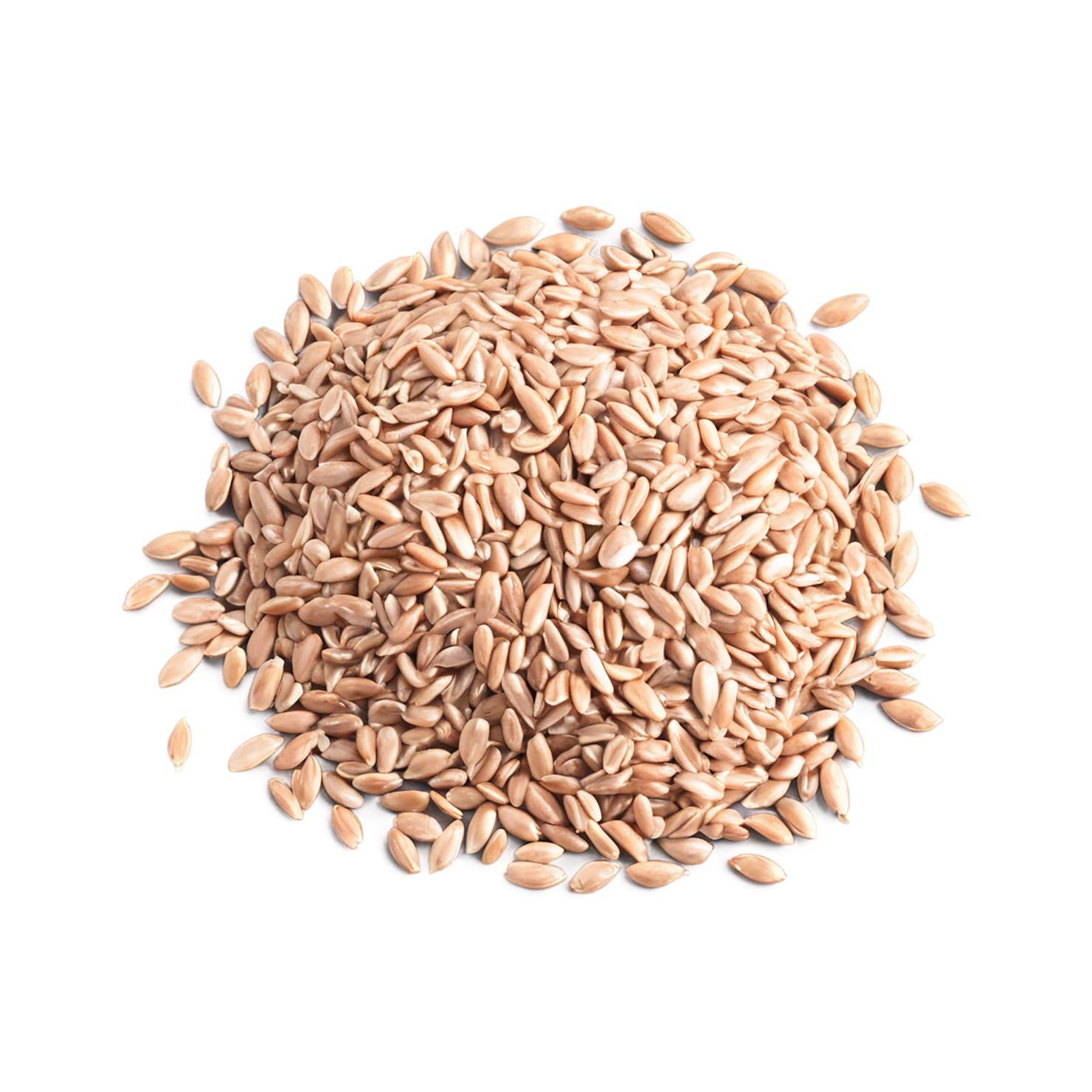 farro grains isolated on transparent background, #6229