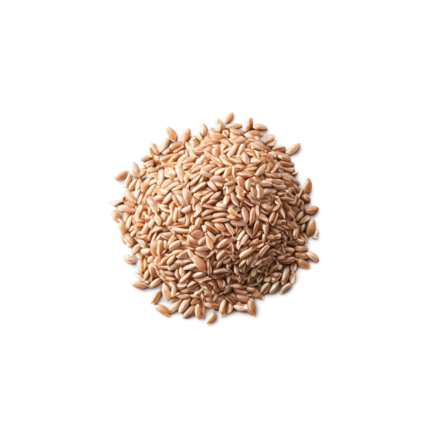farro grains isolated on transparent background, #6231