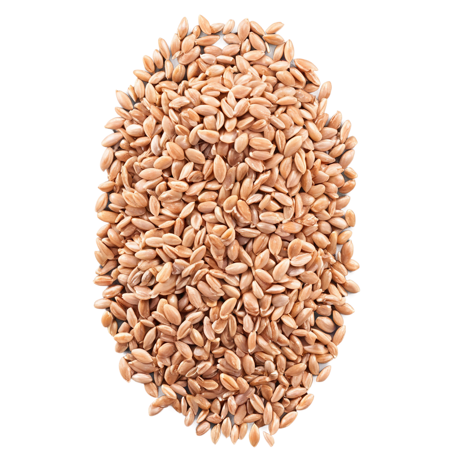 farro grains isolated on transparent background, #6232