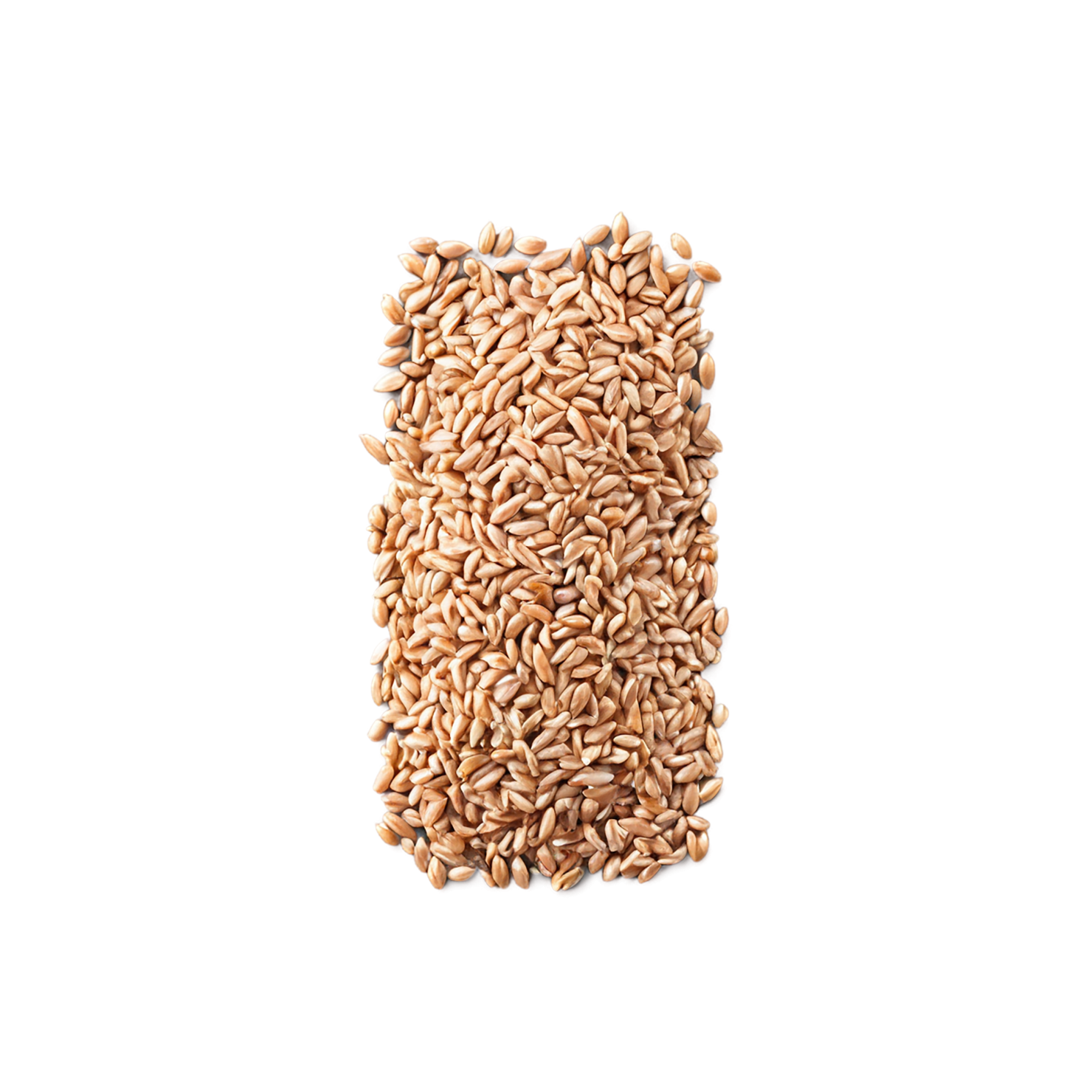 farro grains isolated on transparent background, #6233