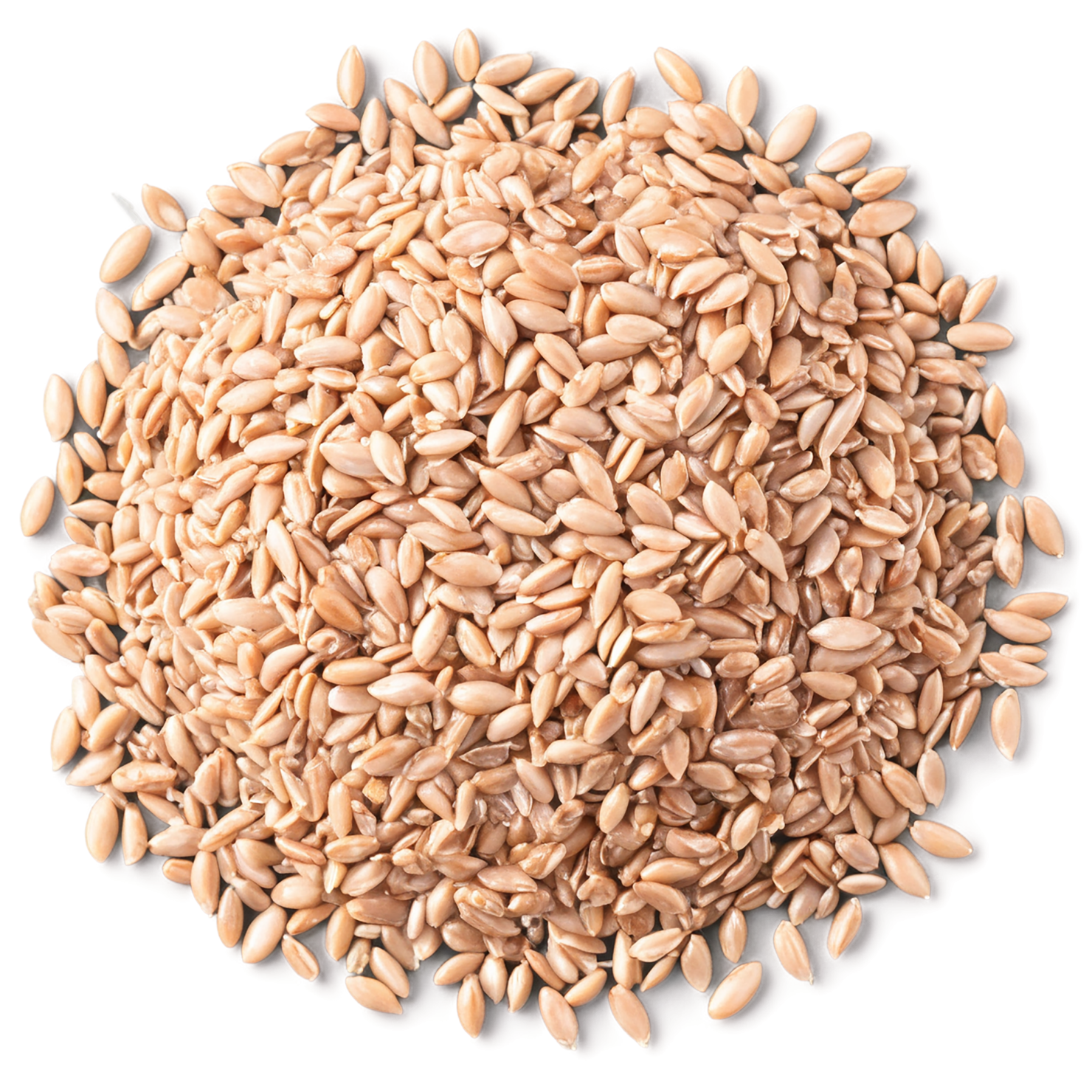 farro grains isolated on transparent background, #6237