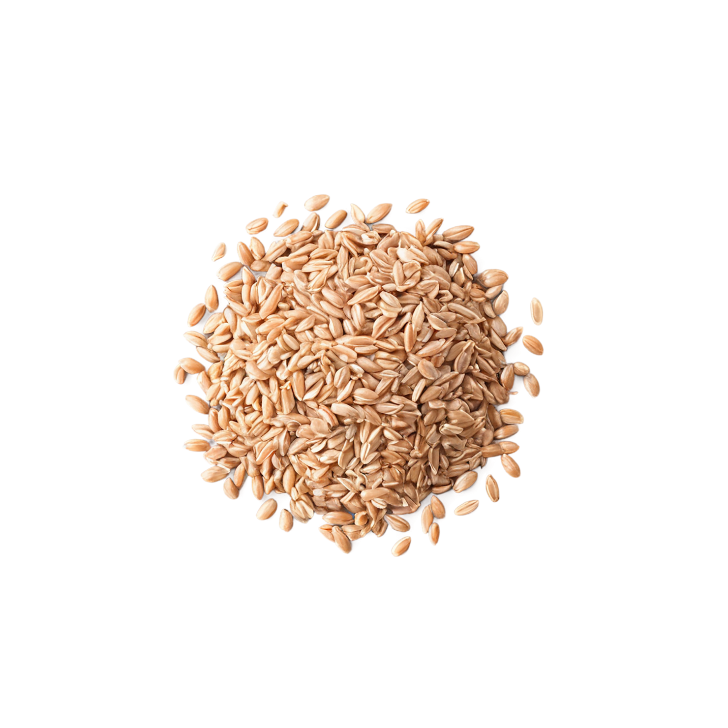 farro grains isolated on transparent background, #6238