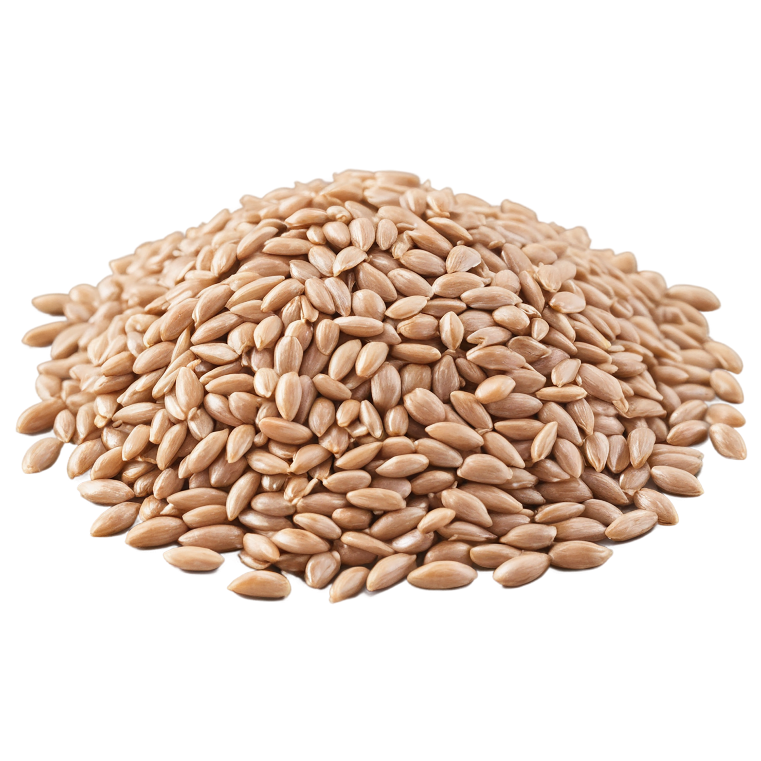 farro grains isolated on transparent background, #6239