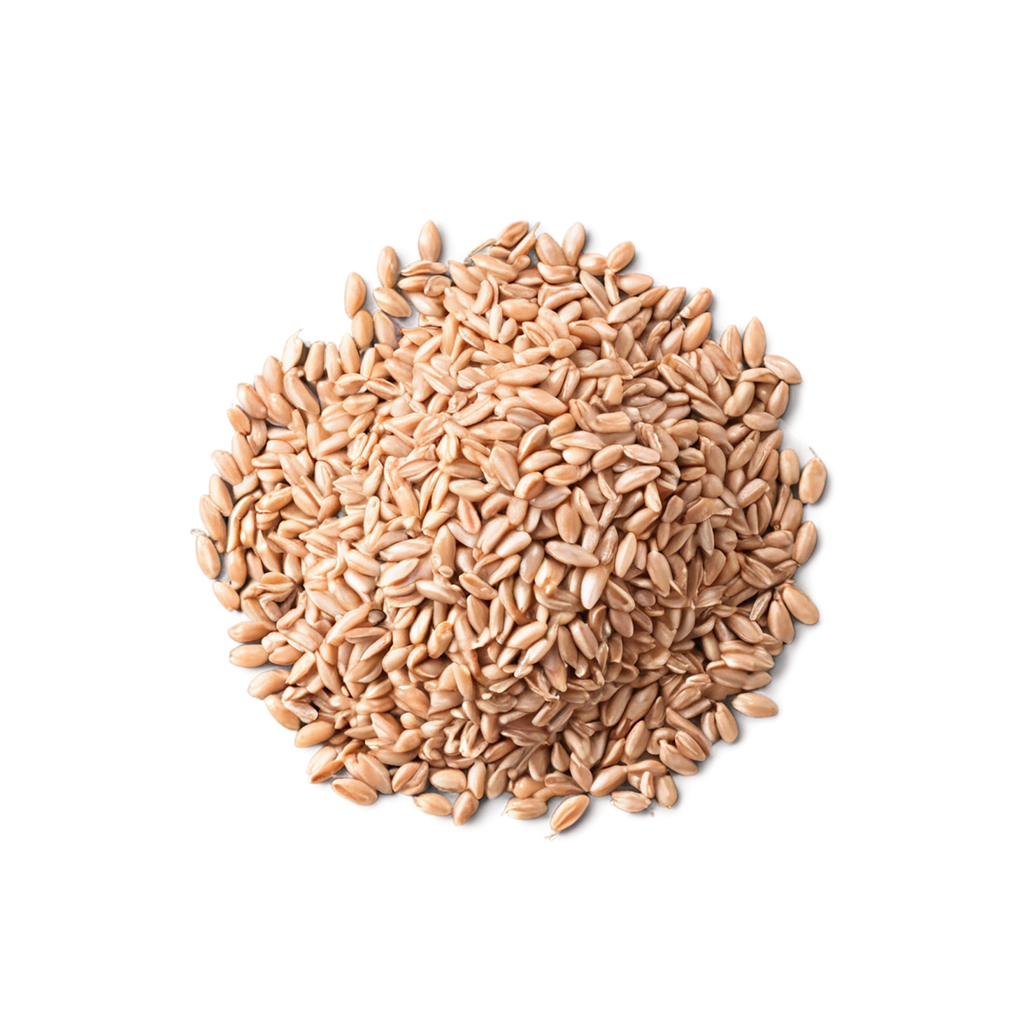 farro grains isolated on transparent background, #6240