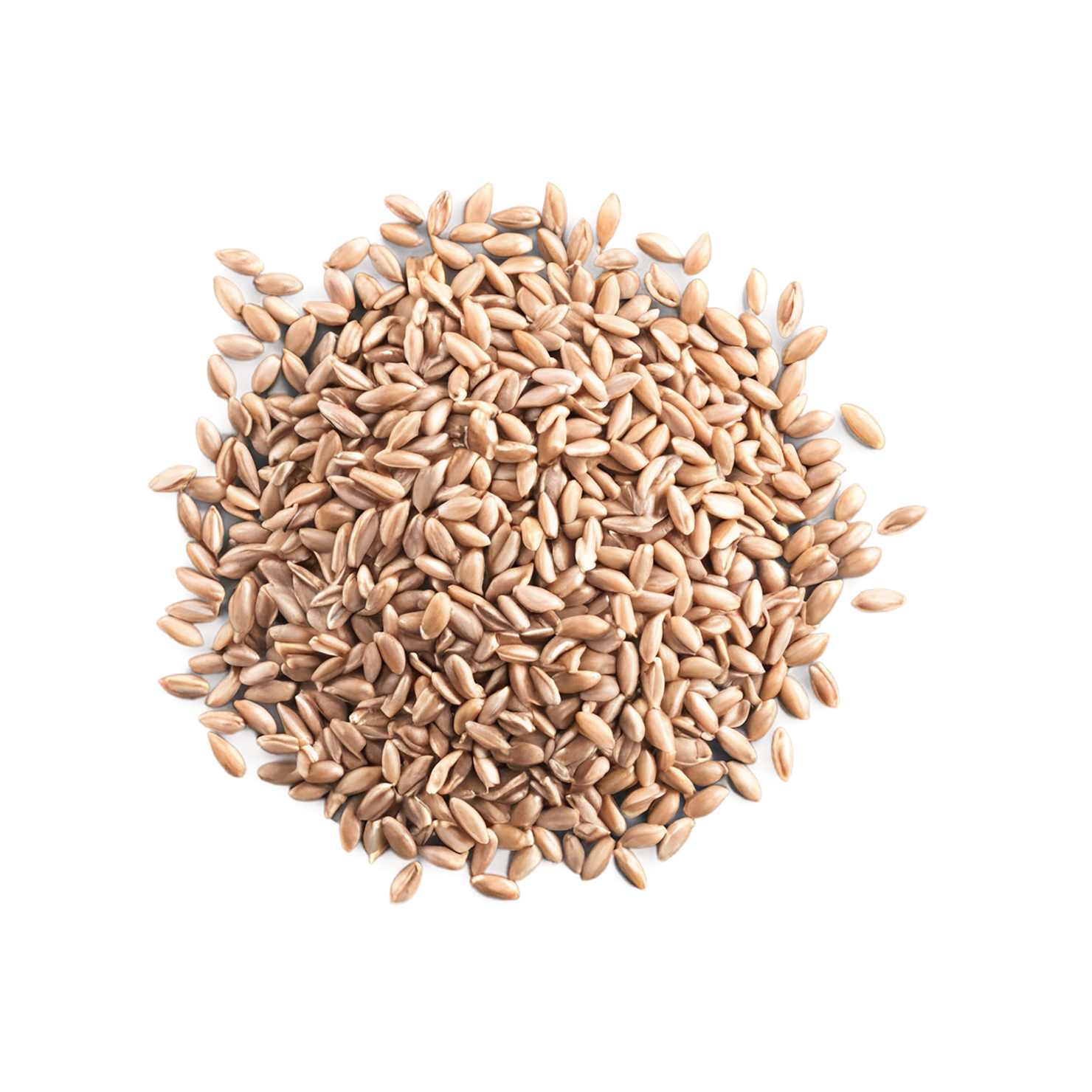 farro grains isolated on transparent background, #6256
