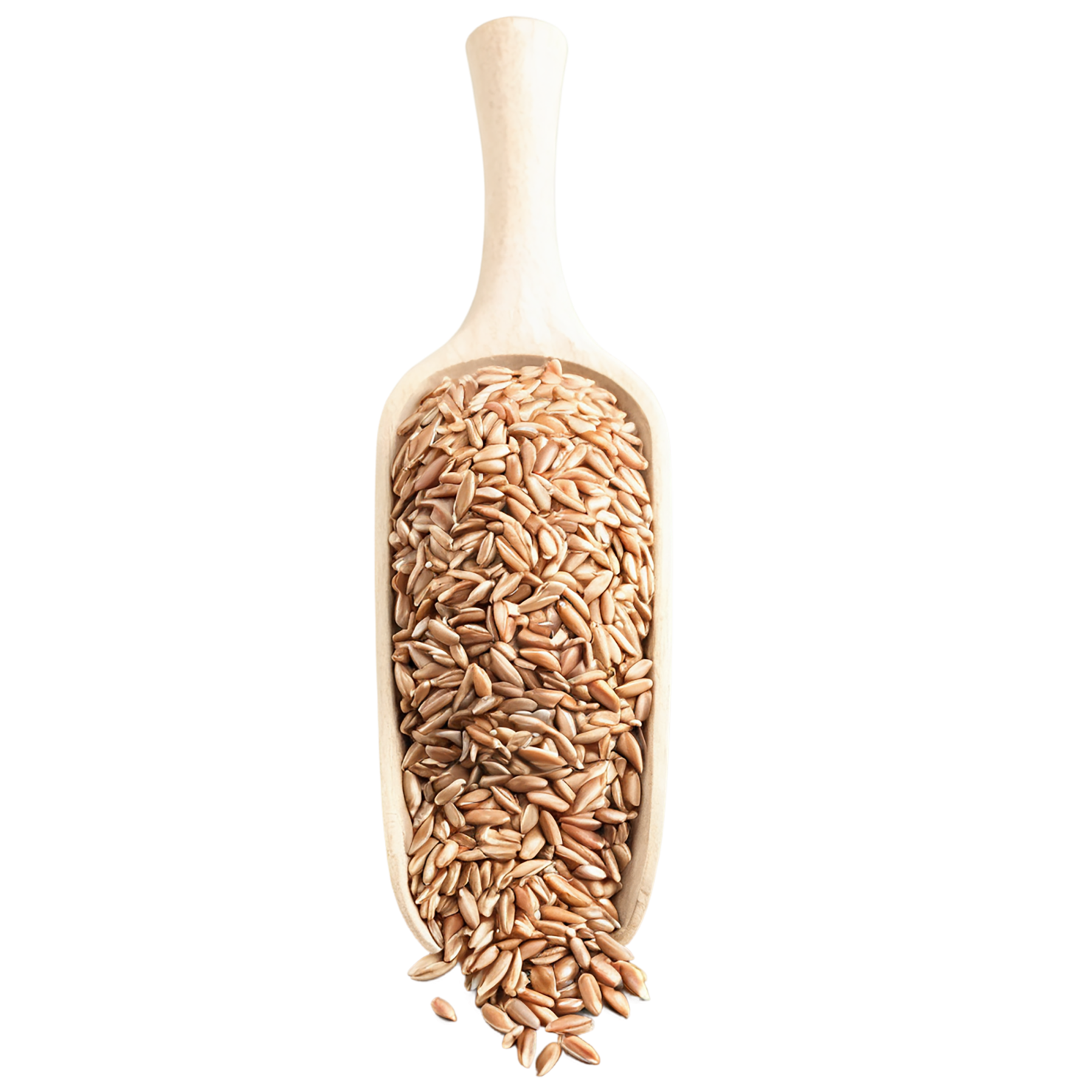 farro grains isolated on transparent background, #6266