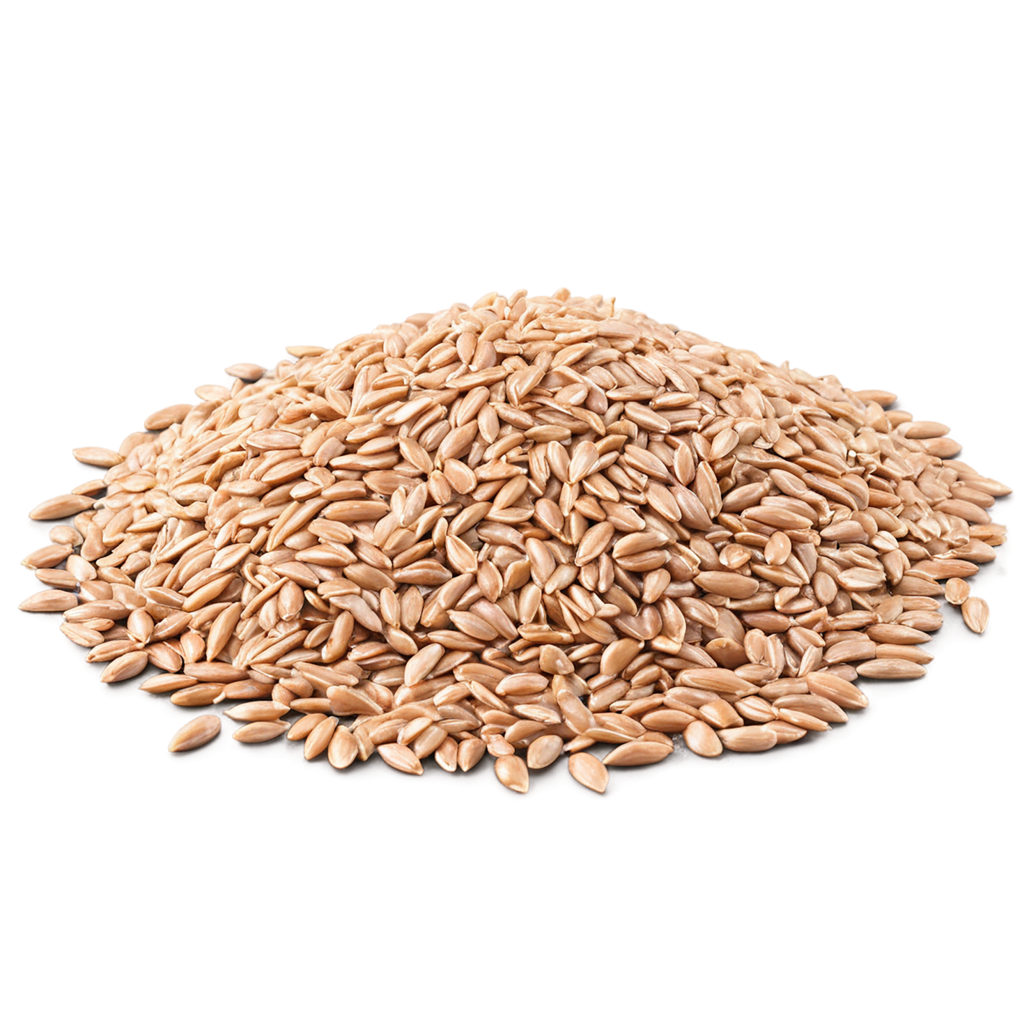 farro grains isolated on transparent background, #6276
