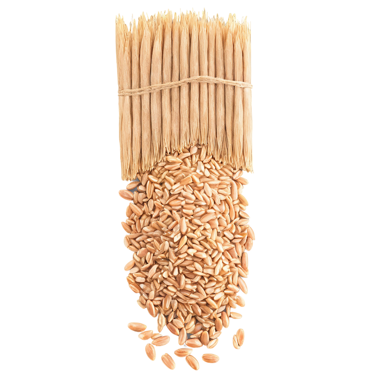 farro grains isolated on transparent background, #6279