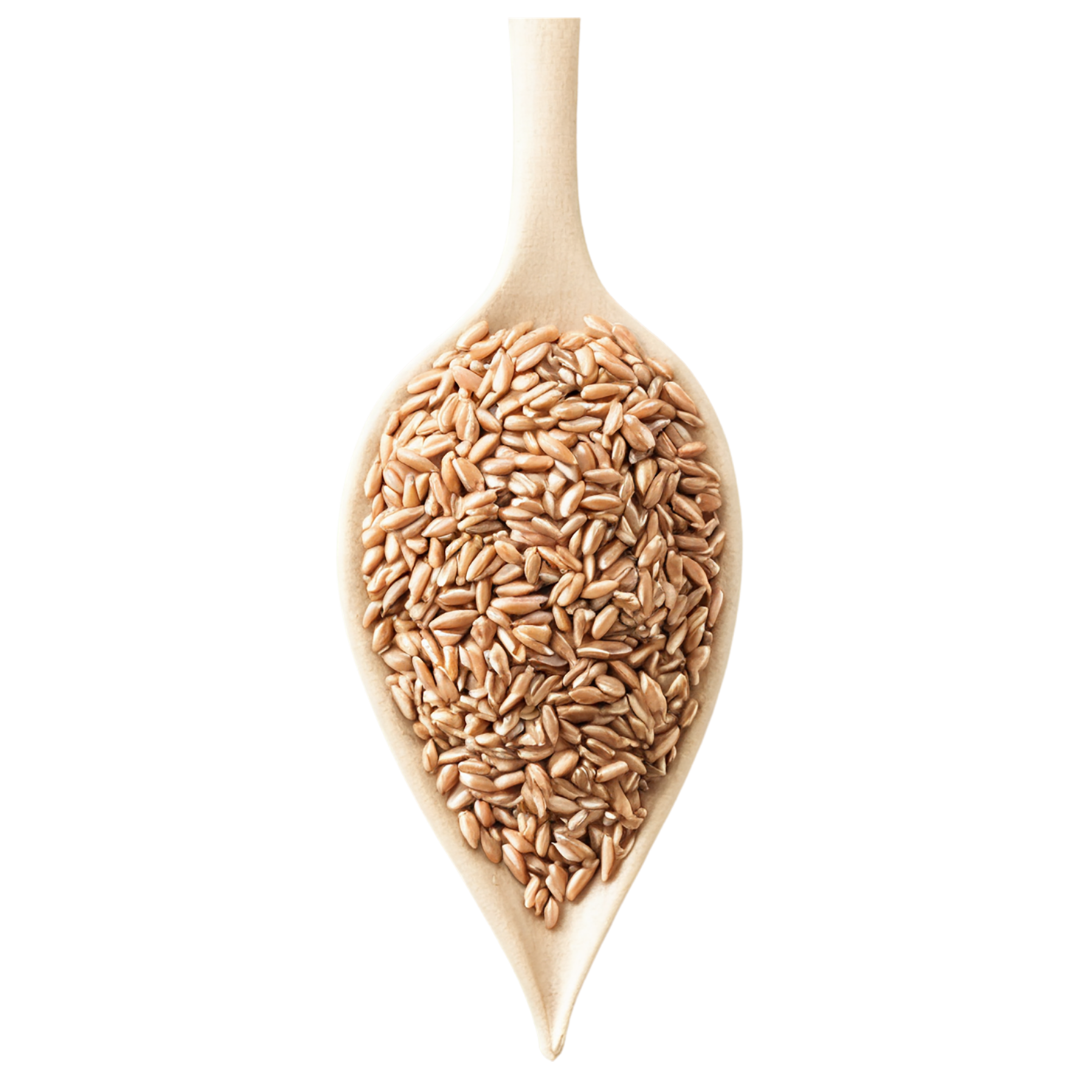 farro grains isolated on transparent background, #6291