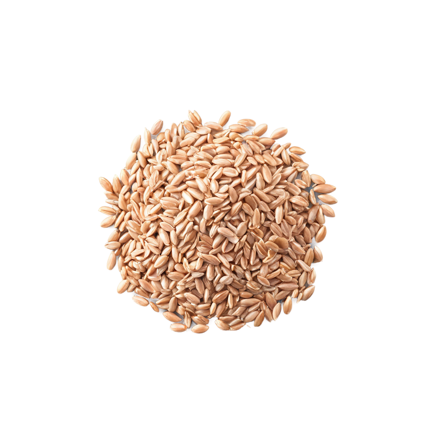 farro grains isolated on transparent background, #6298