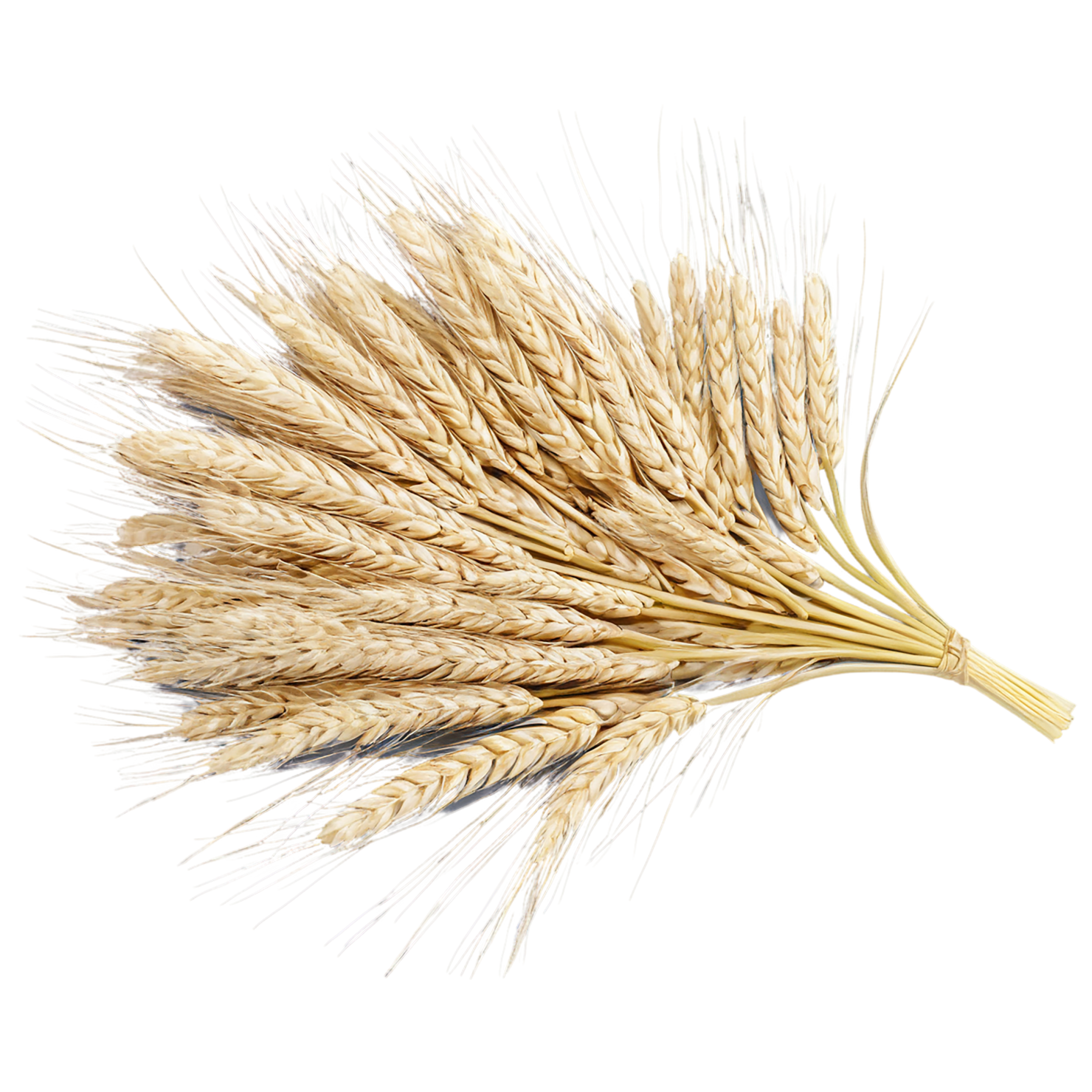 Barley grains isolated on transparent background, #6585