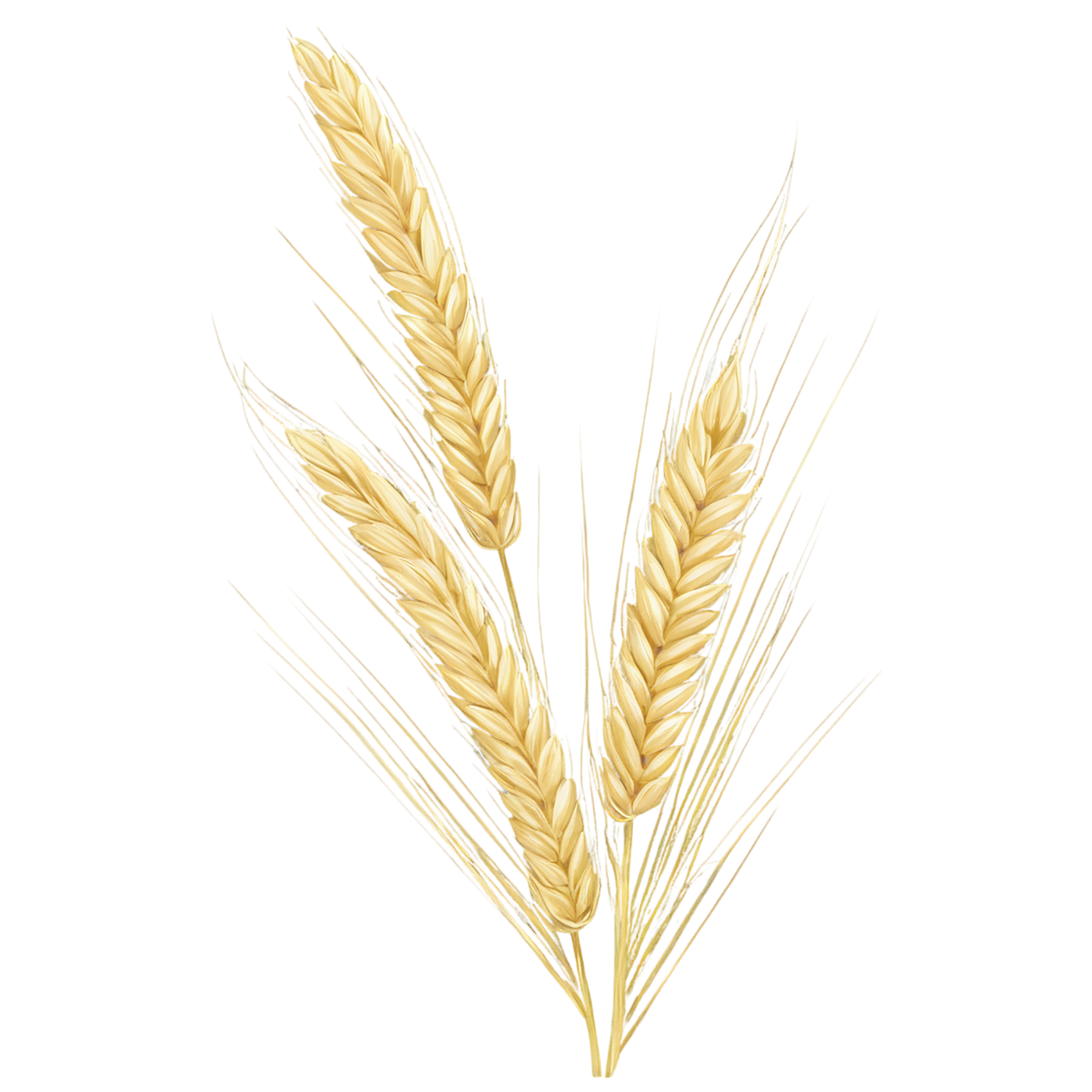 Barley grains isolated on transparent background, #6586