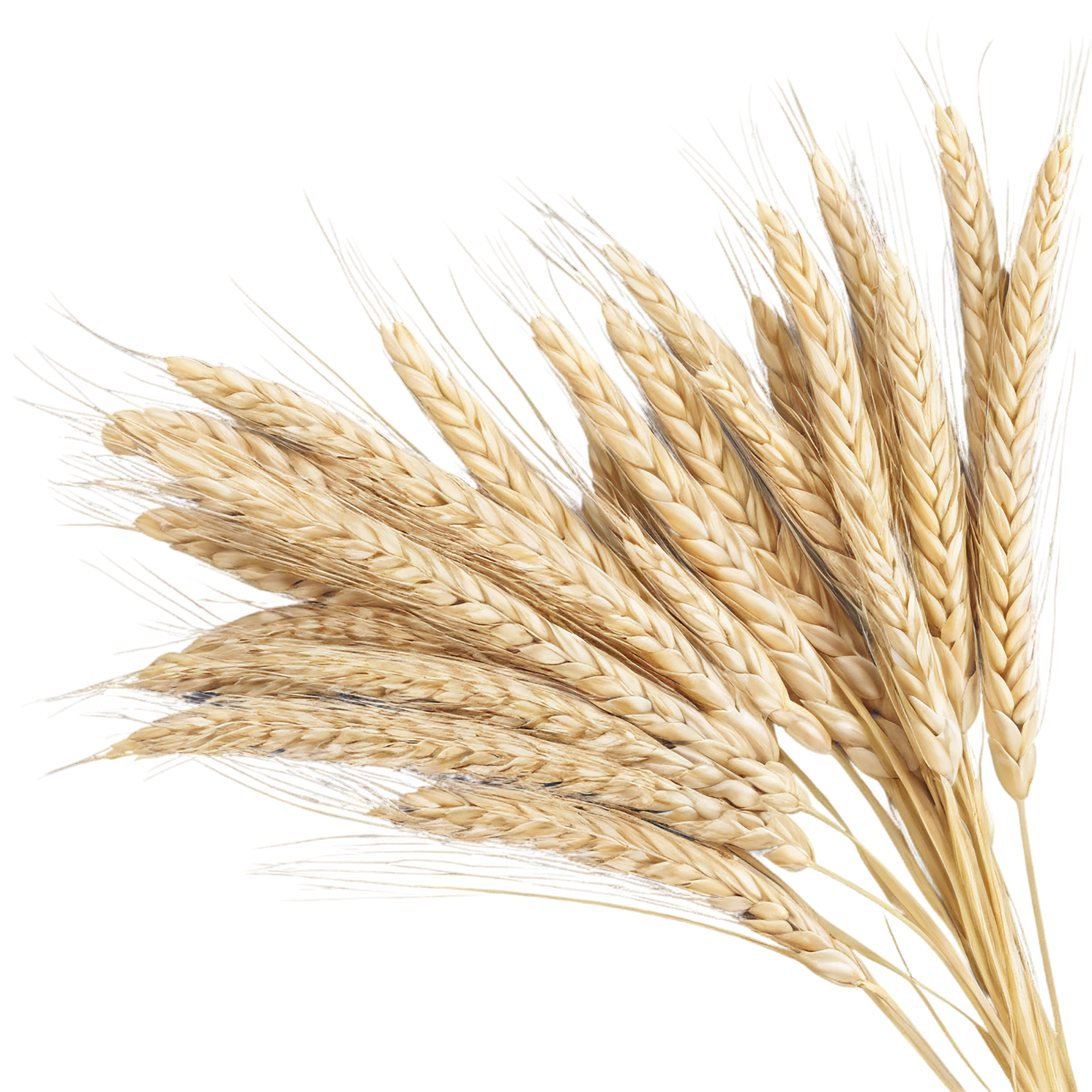 Barley grains isolated on transparent background, #6588