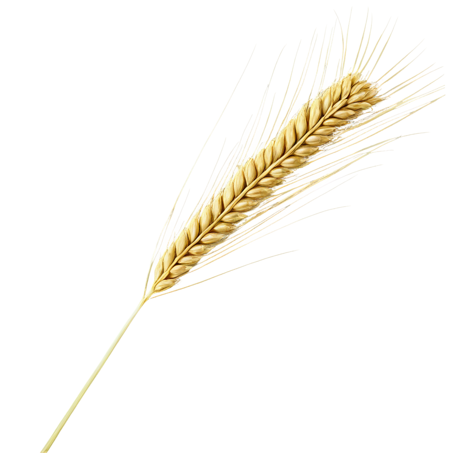 Barley grains isolated on transparent background, #6589
