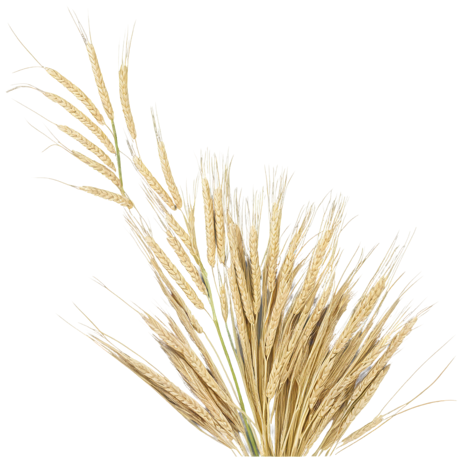 Barley grains isolated on transparent background, #6591
